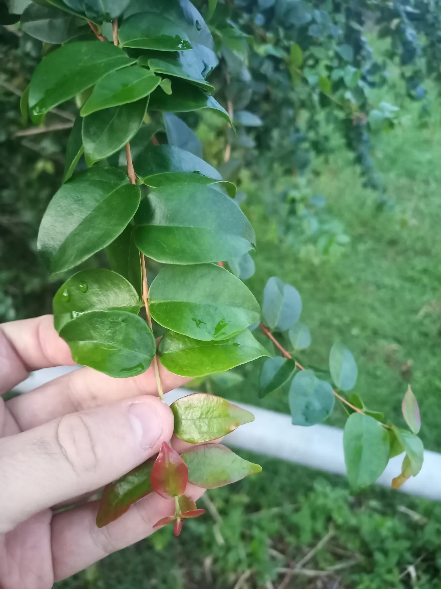 Surinam Cherry (Eugenia Uniflora) — The Surinam Cherry, scientifically known as Eugenia uniflora, is a visually striking addition to any landscape, image 122