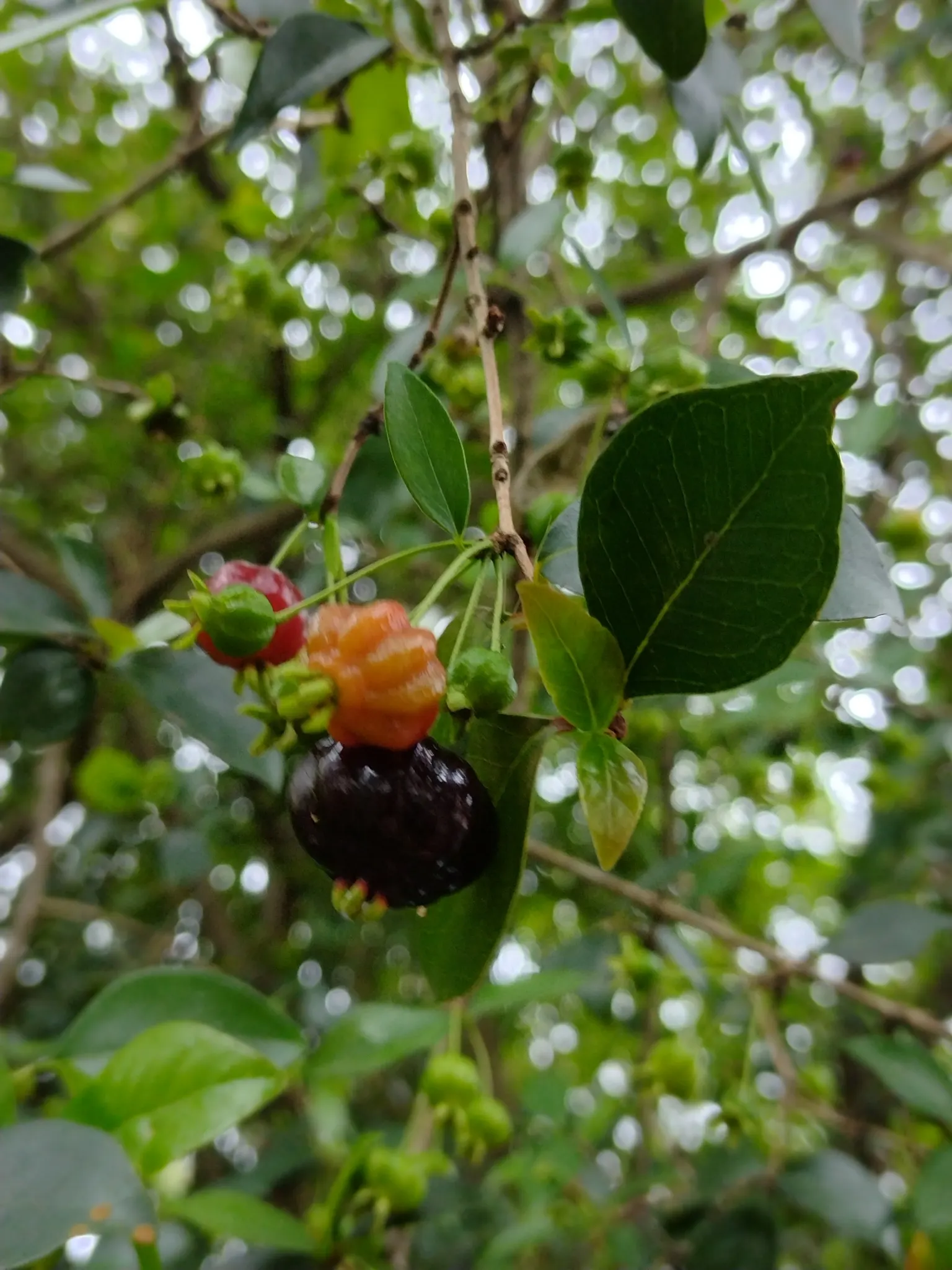 Surinam Cherry (Eugenia Uniflora) — being hardy in USDA zones 9 to 11, image 73