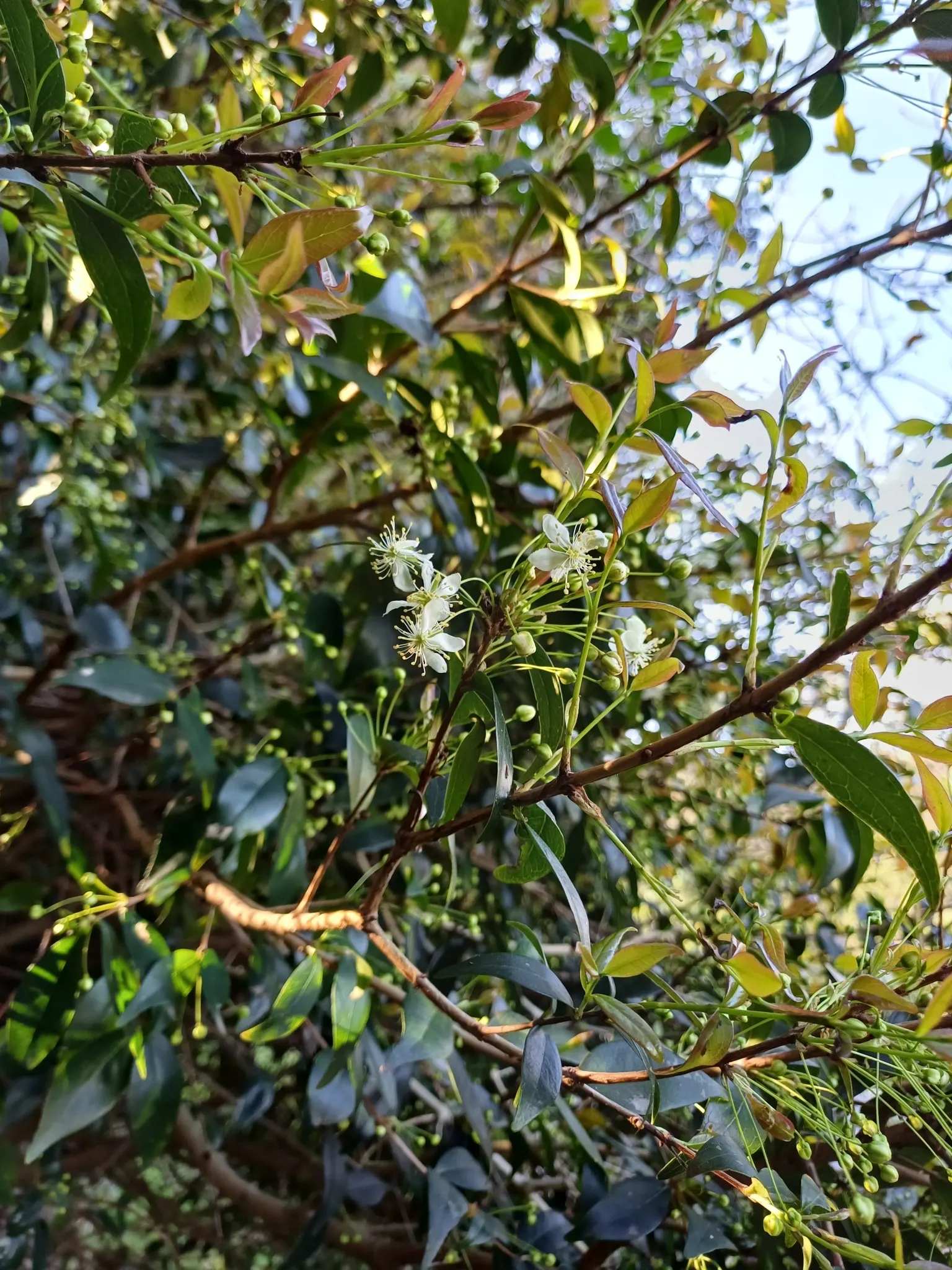 Surinam Cherry (Eugenia Uniflora) — hence care should be taken if households include small children or pets; providing a stark contrast to the dark, image 82