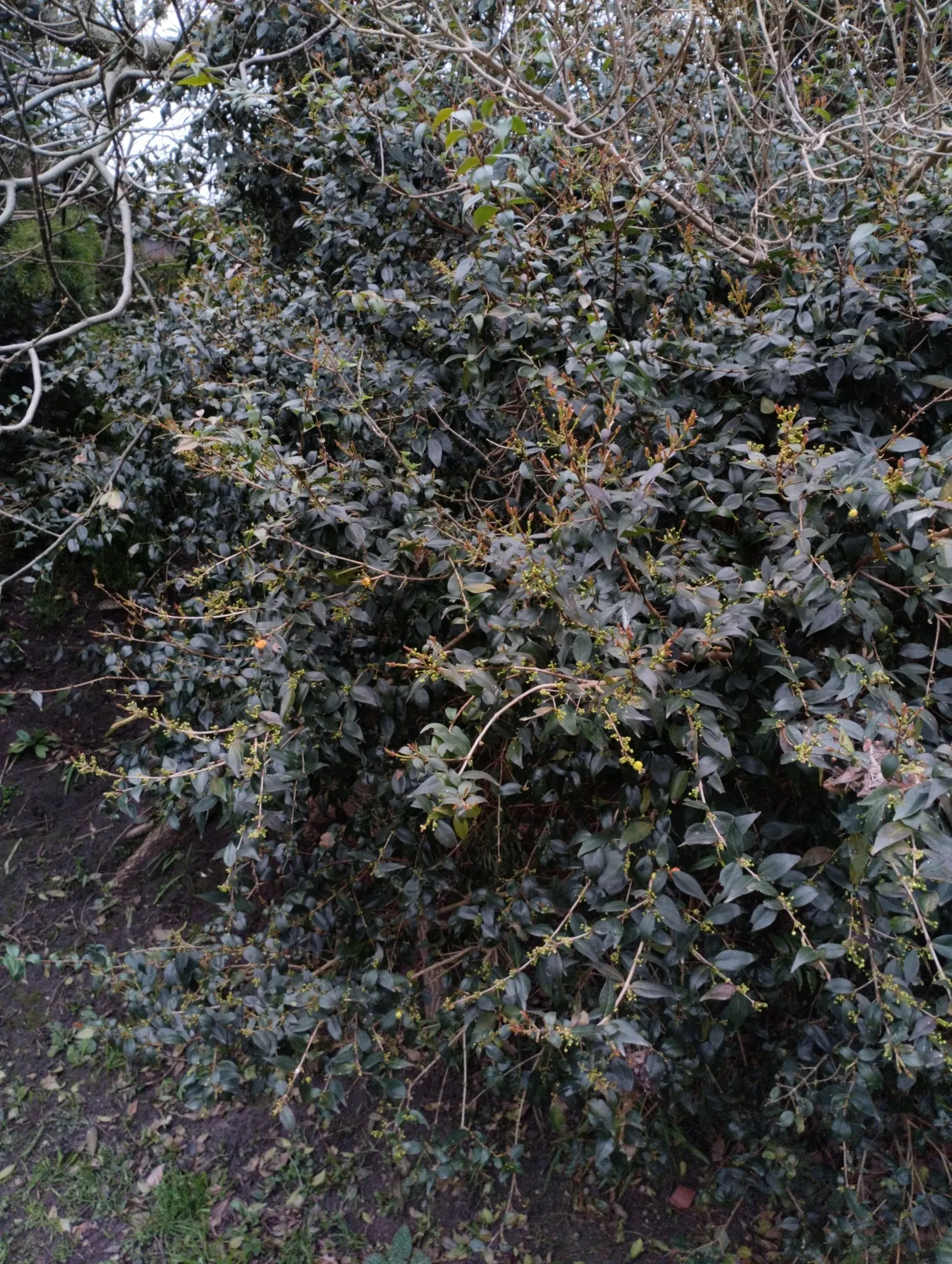 Surinam Cherry (Eugenia Uniflora) — this small to medium-sized evergreen shrub
