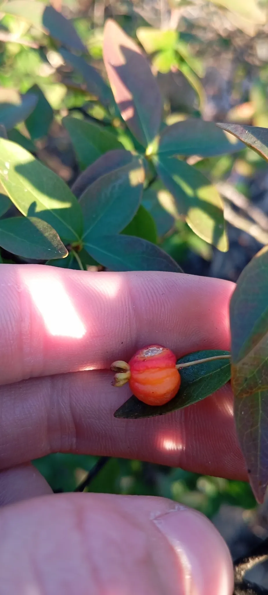 Surinam Cherry (Eugenia Uniflora) — can reach heights of 12 to 20 feet; its growth habit is erect with multiple stems