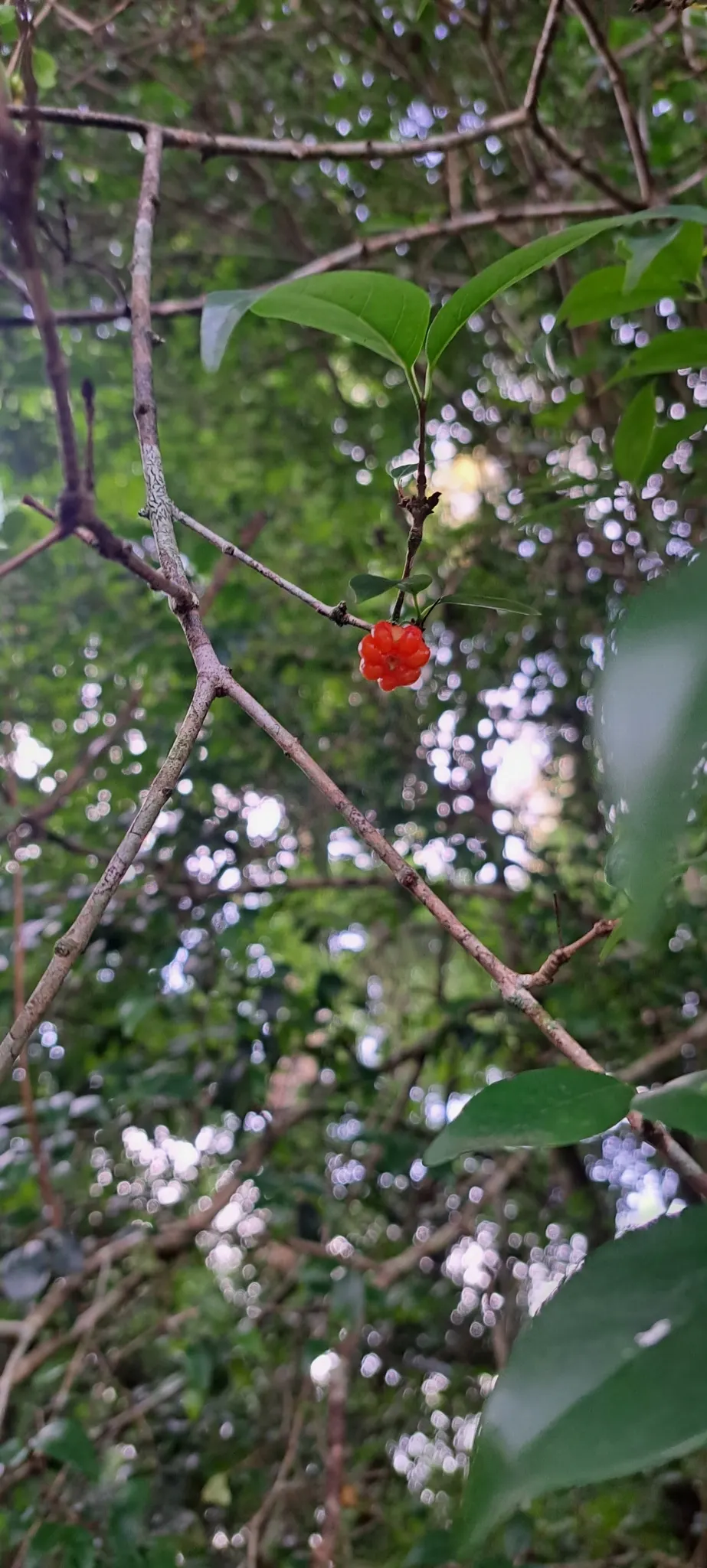 Surinam Cherry (Eugenia Uniflora) — it's essential to note that the seeds are considered toxic if ingested; planting in a location with full sun to, image 110