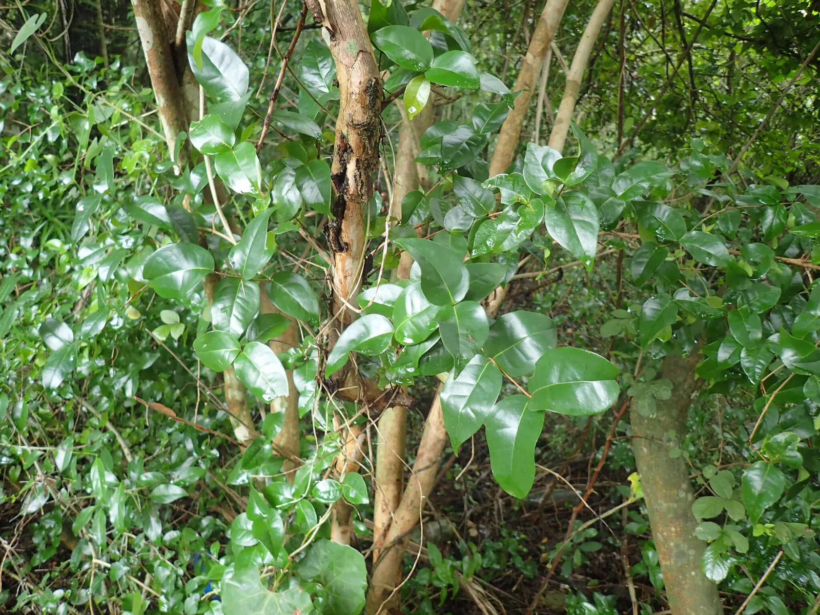 Surinam Cherry (Eugenia Uniflora) — can reach heights of 12 to 20 feet; its growth habit is erect with multiple stems, image 98