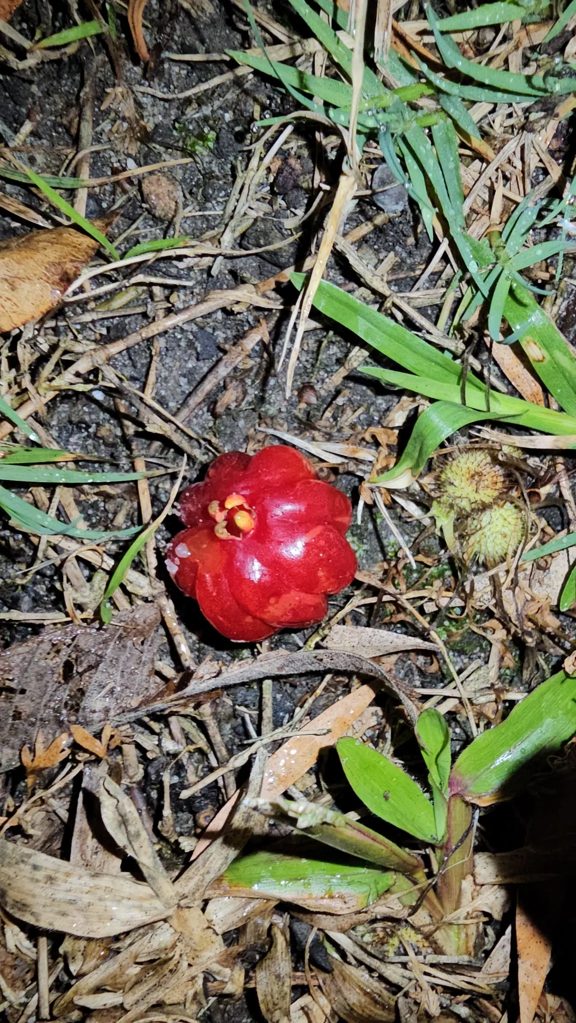 Surinam Cherry (Eugenia Uniflora) — The Surinam Cherry, scientifically known as Eugenia uniflora, is a visually striking addition to any landscape, image 93