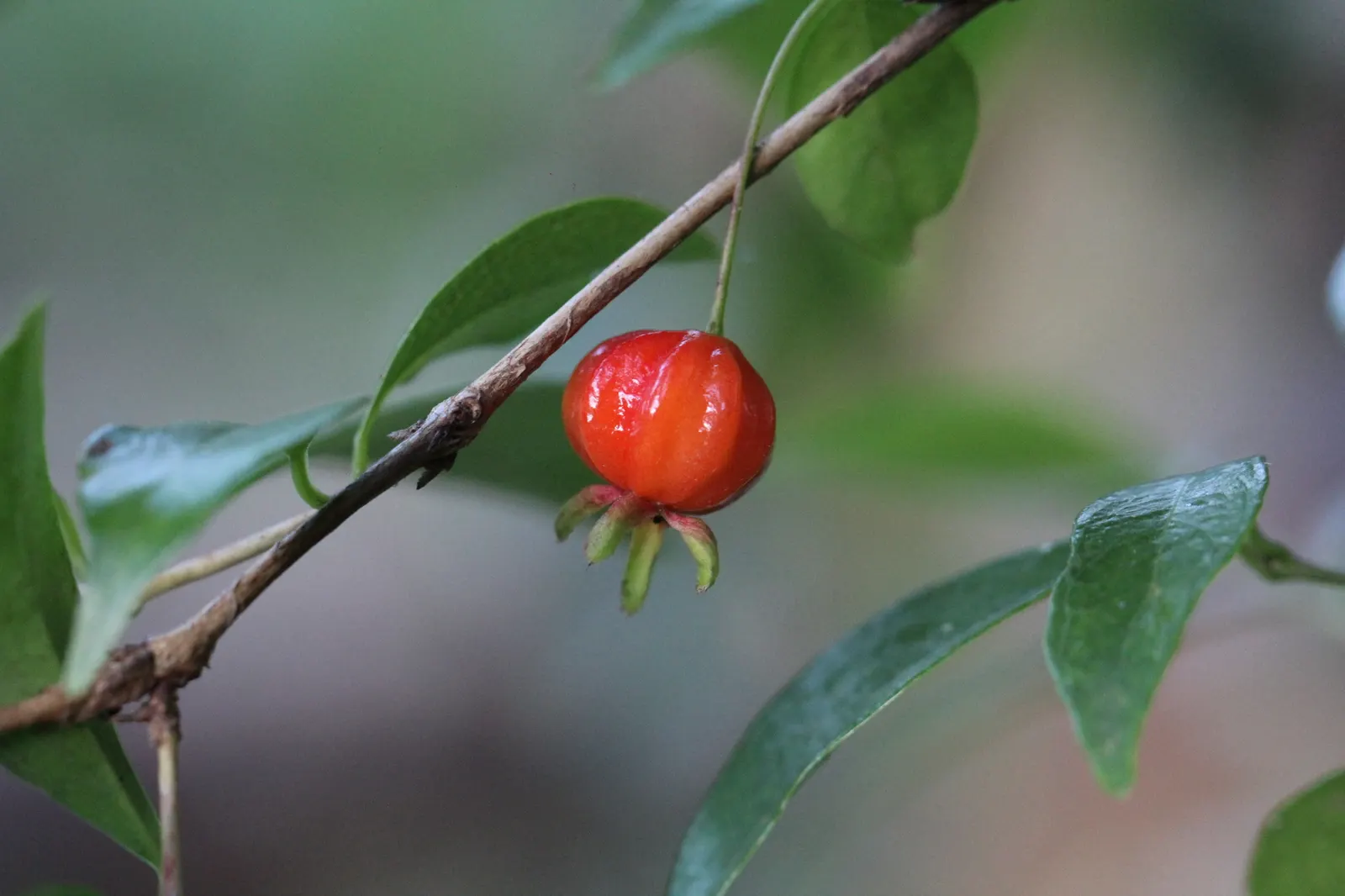 Surinam Cherry (Eugenia Uniflora) — The bright red to black cherries are edible, with a unique sweet-tart flavor, and blossom in spring; this species is also