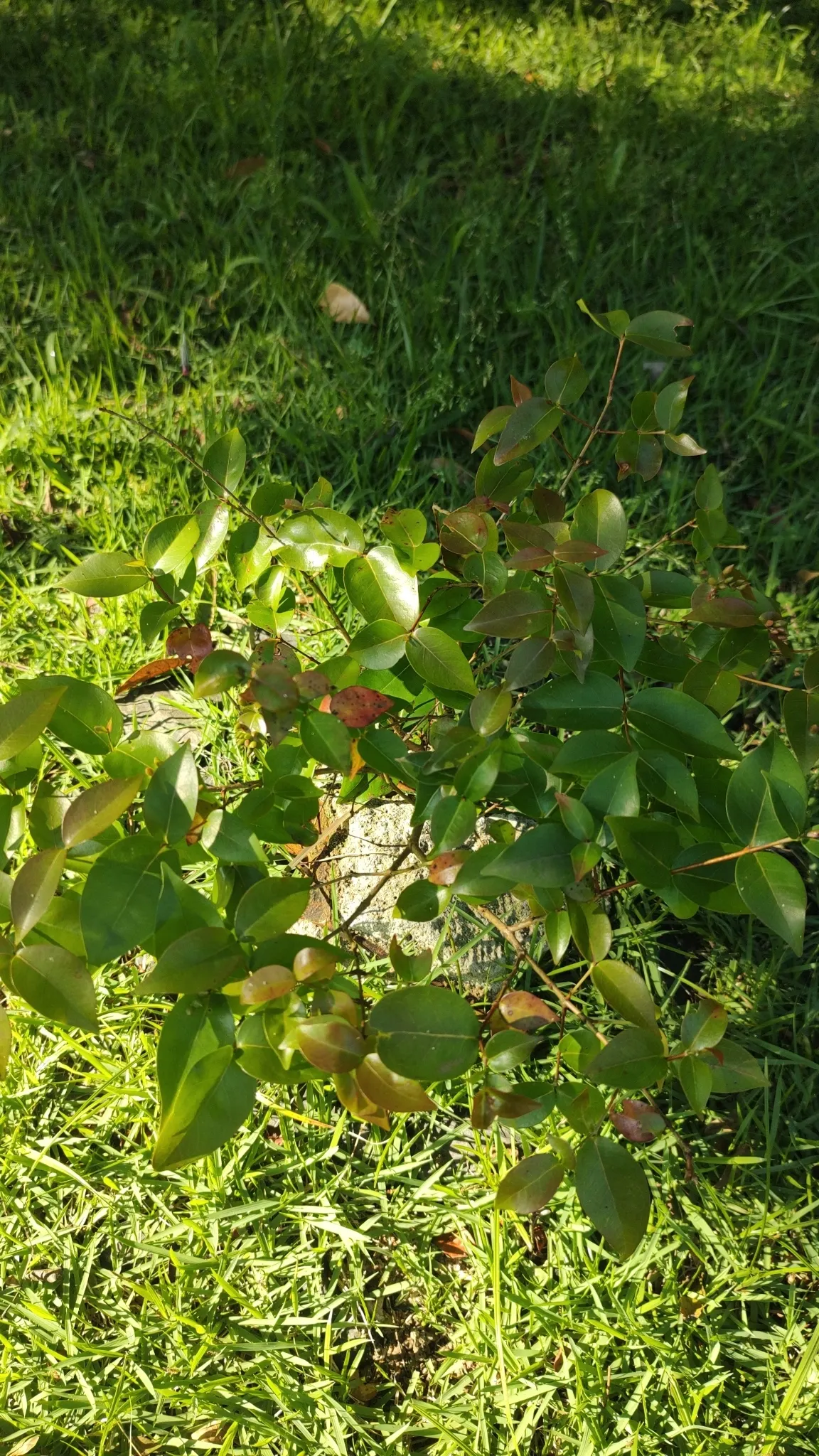 Surinam Cherry (Eugenia Uniflora) — yellow flowers in the garden; with a similar spread.<br><br>For the optimal development of the Surinam Cherry, image 85