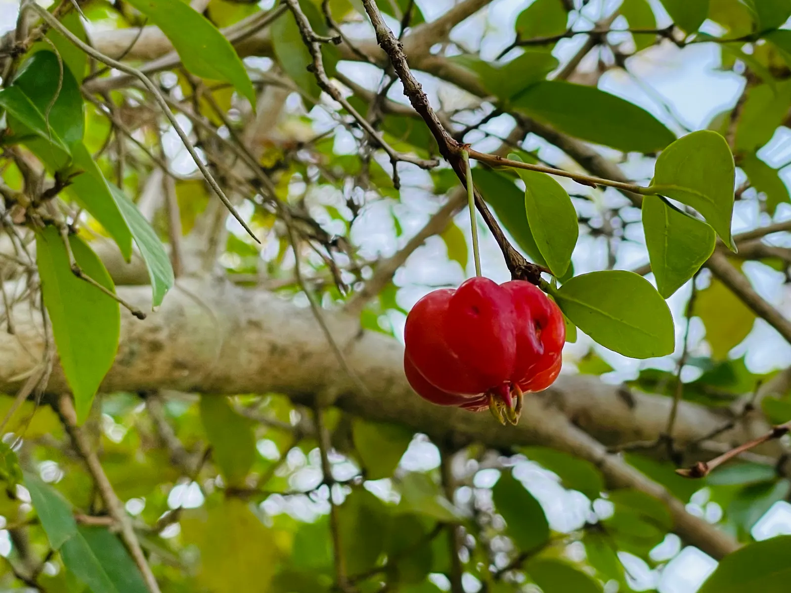 Surinam Cherry (Eugenia Uniflora) — this small to medium-sized evergreen shrub; it thrives in full sun to partial shade, reaching 8 to 15 feet high and wide