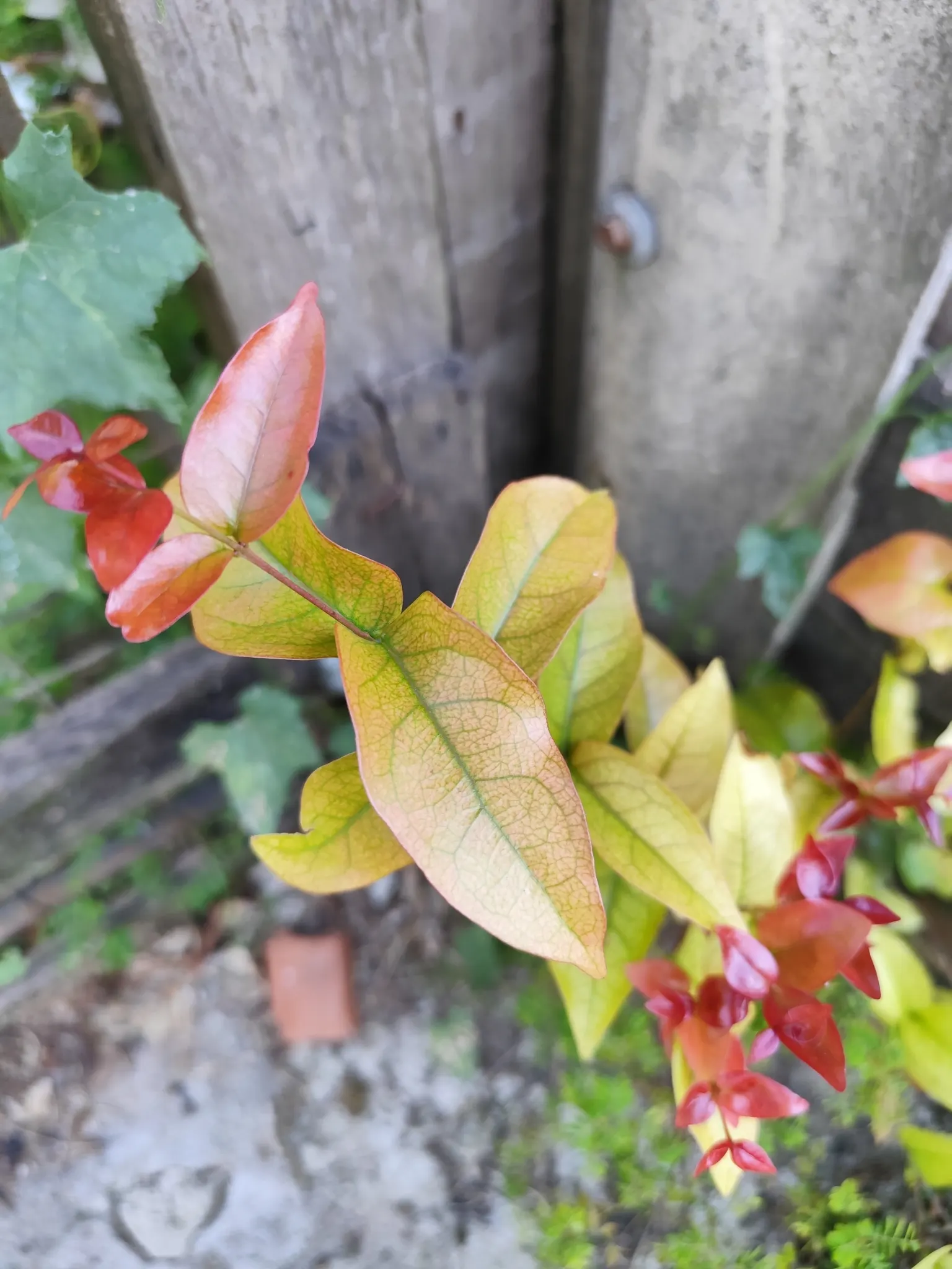 Surinam Cherry (Eugenia Uniflora) — Surinam Cherry (Eugenia uniflora) is an evergreen shrub known for its lush; the bright red to black cherries, image 117