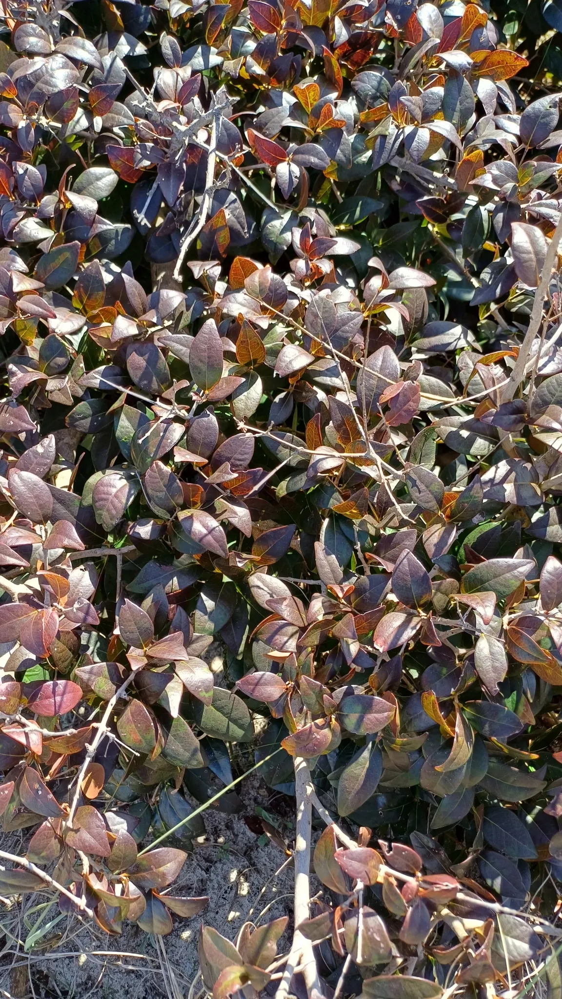 Surinam Cherry (Eugenia Uniflora) — The fruits can be eaten fresh or used in jellies and jams; the Surinam Cherry, scientifically known as Eugenia, image 109