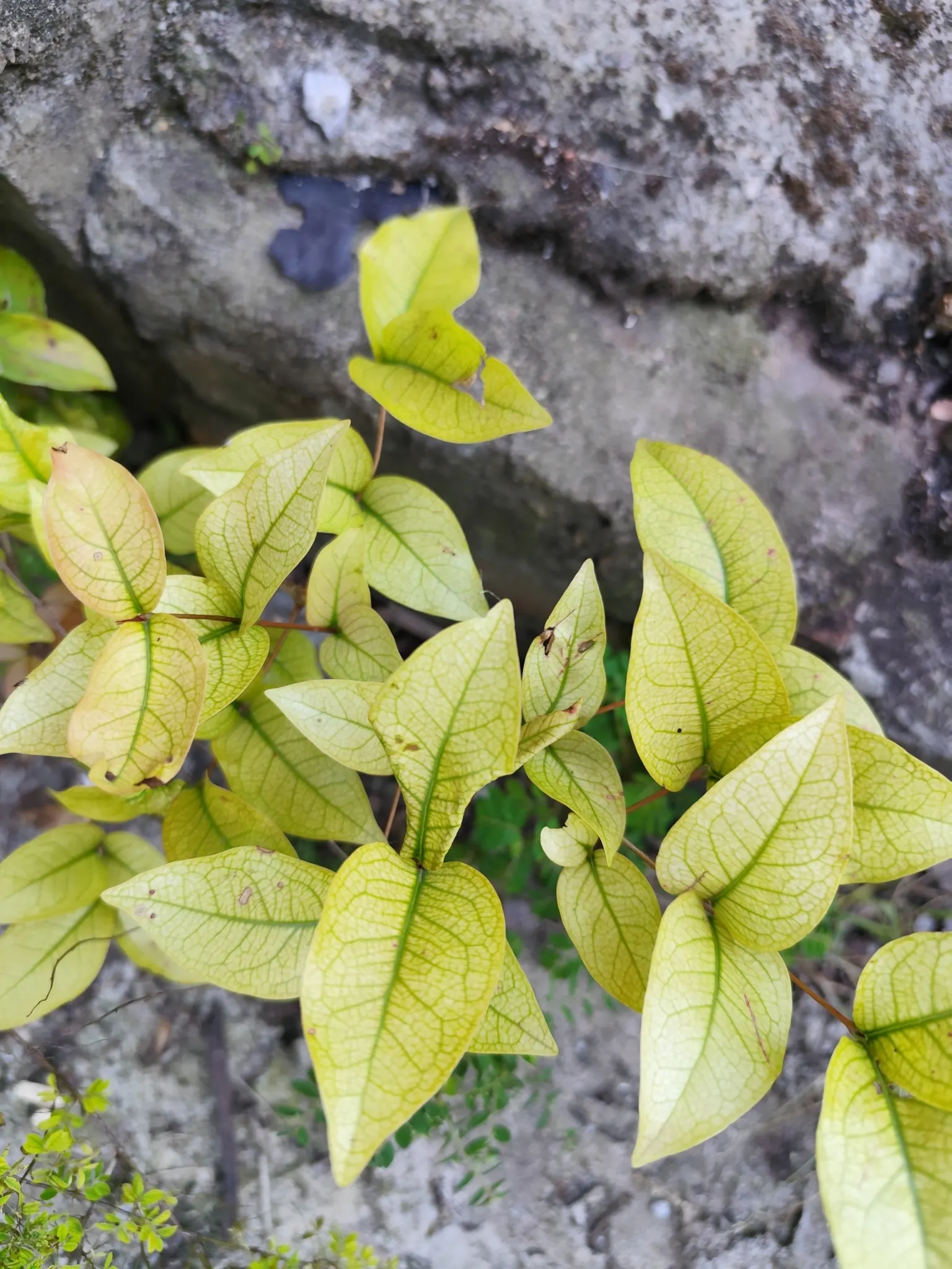 Surinam Cherry (Eugenia Uniflora) — A member of the Myrtaceae family; hence care should be taken if households include small children or pets