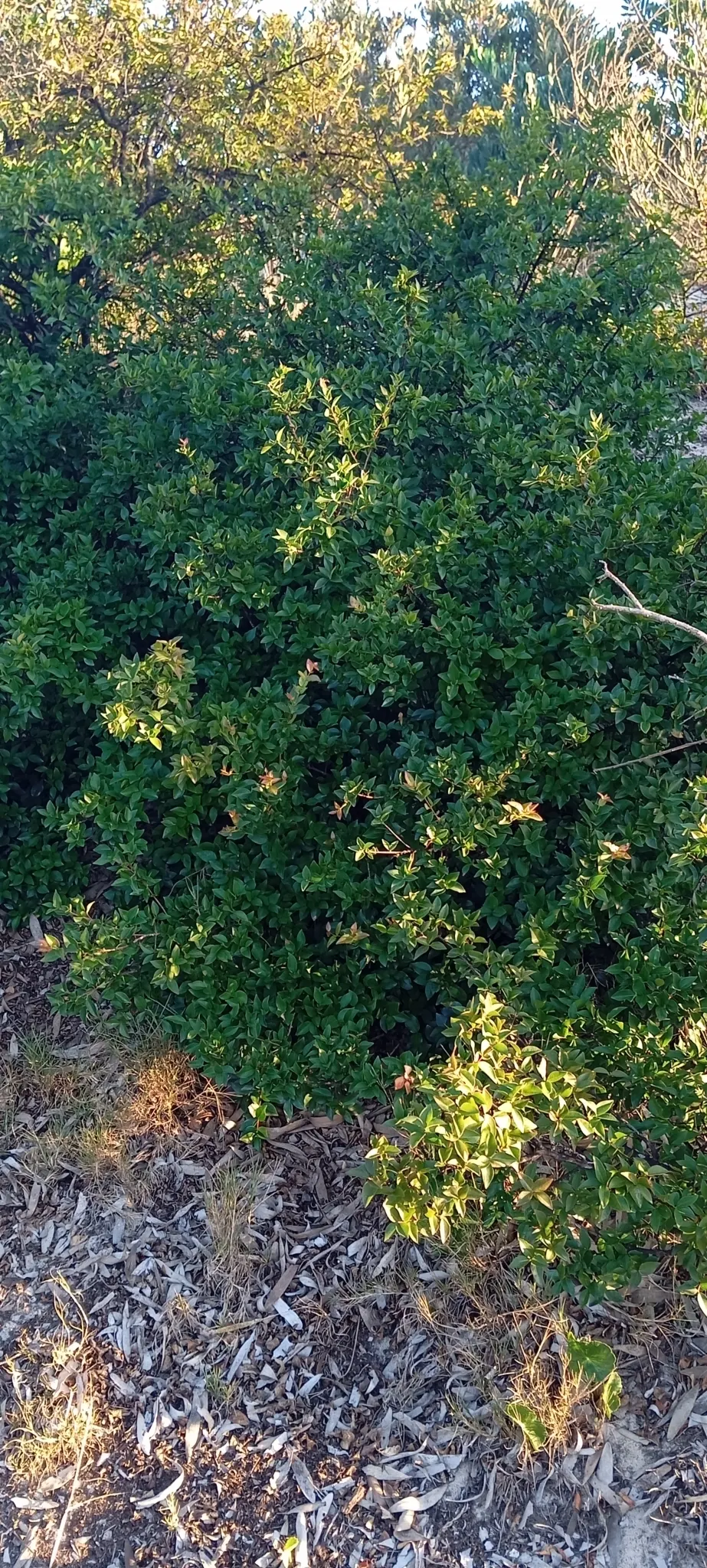 Surinam Cherry (Eugenia Uniflora) — This species is also known for its fast-growing nature and resilience against pests and diseases; yellow, image 83