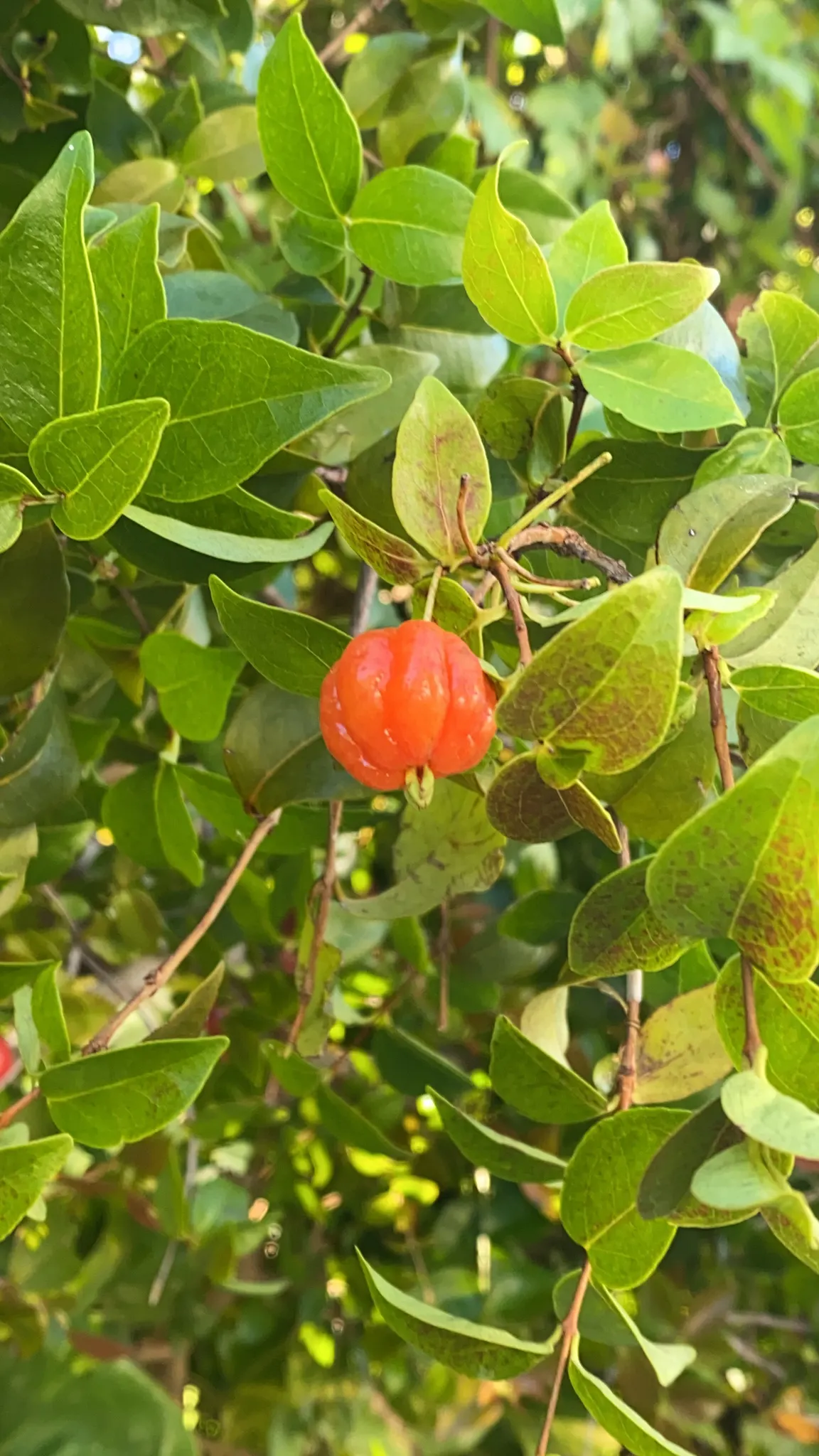 Surinam Cherry (Eugenia Uniflora) — pumpkin-shaped red to black cherries; which can be pruned annually to maintain a desired shape and size, image 94