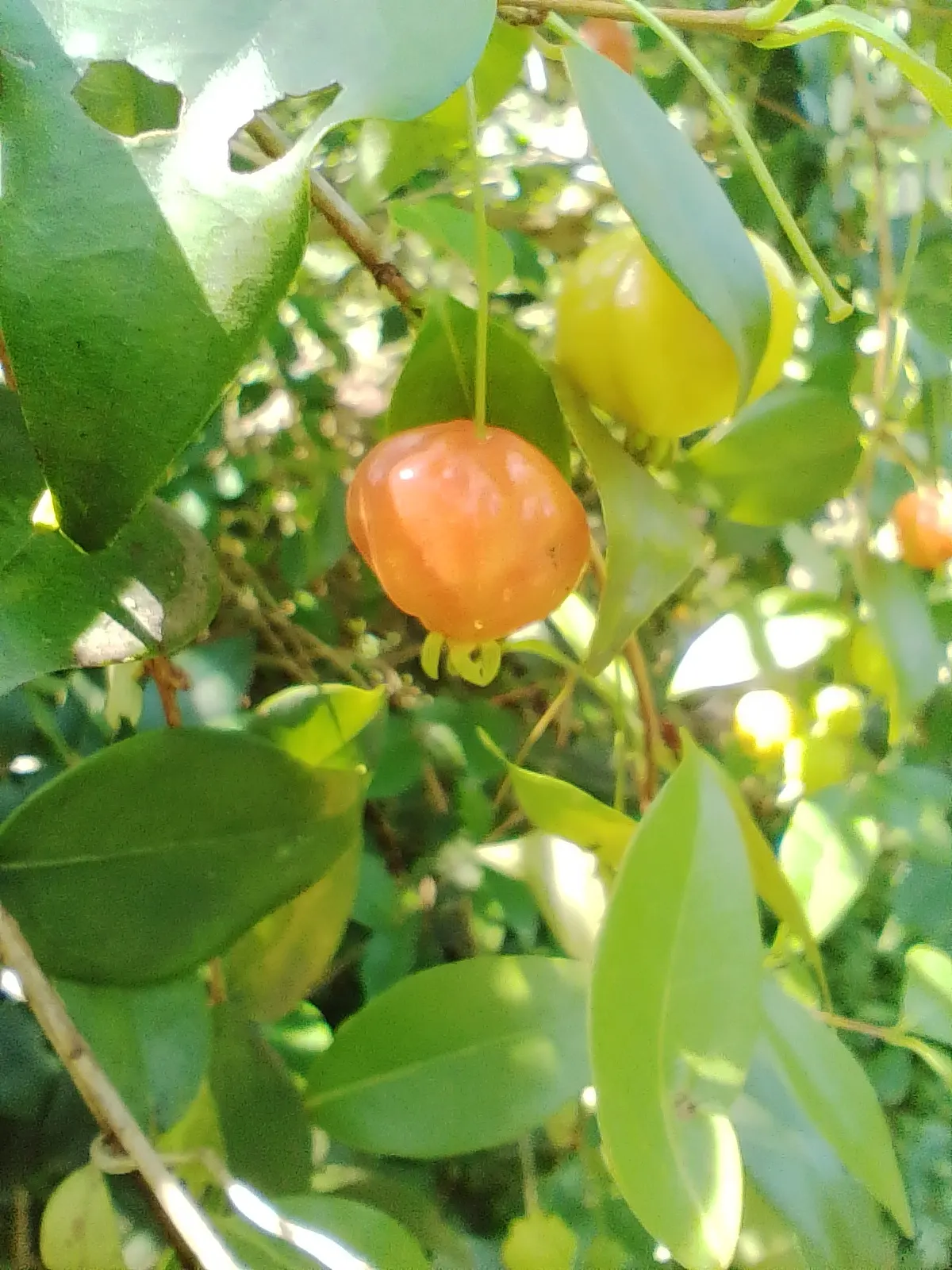 Surinam Cherry (Eugenia Uniflora) — A member of the Myrtaceae family; hence care should be taken if households include small children or pets, image 95