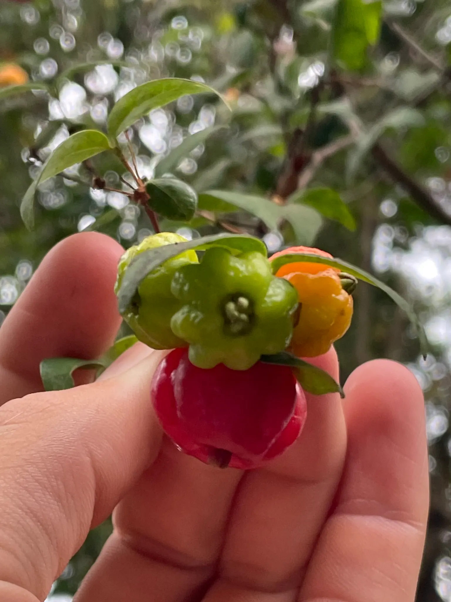 Surinam Cherry (Eugenia Uniflora) — offering versatility in design whether as a hedge