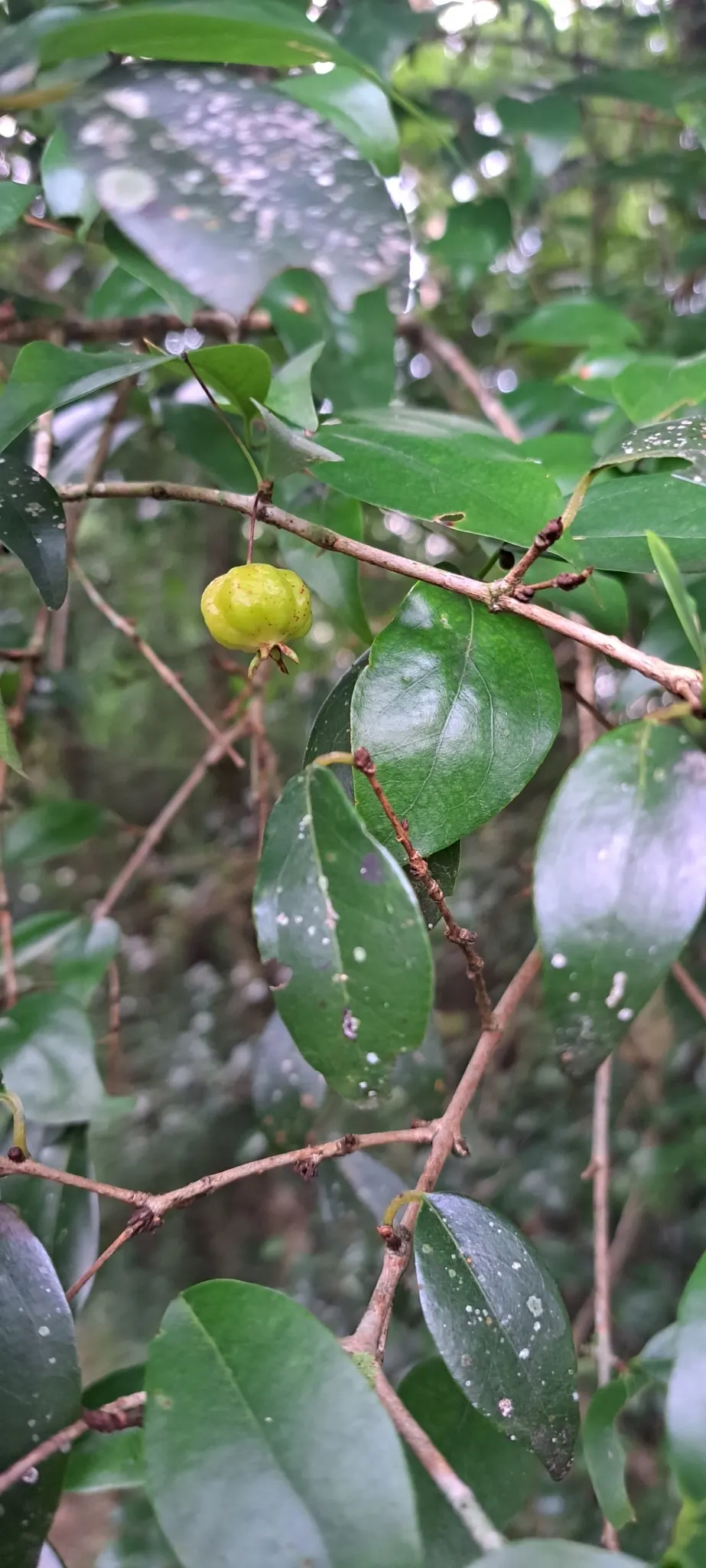 Surinam Cherry (Eugenia Uniflora) — Hardy to zone 9, it's also attractive to birds