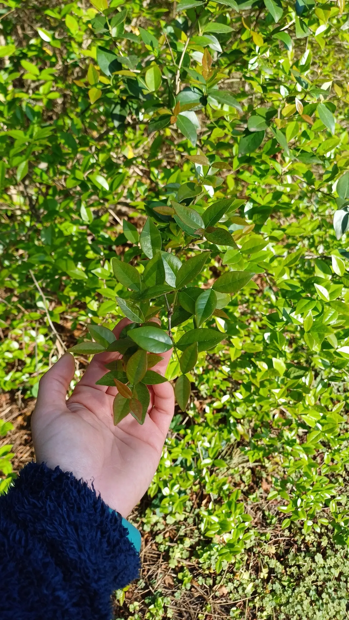 Surinam Cherry (Eugenia Uniflora) — This species is also known for its fast-growing nature and resilience against pests and diseases; yellow flowers in the