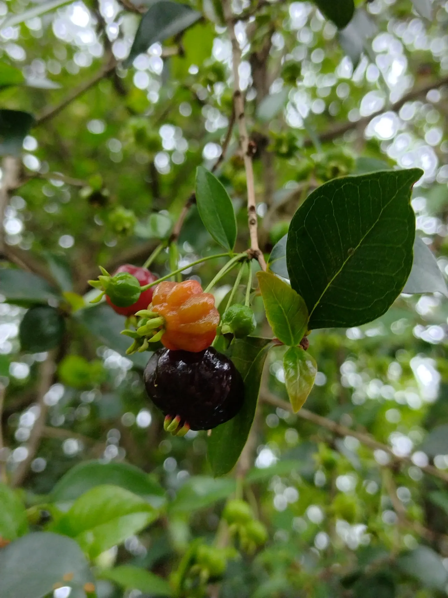Surinam Cherry (Eugenia Uniflora) — providing a stark contrast to the dark green foliage and attracting pollinators to the garden