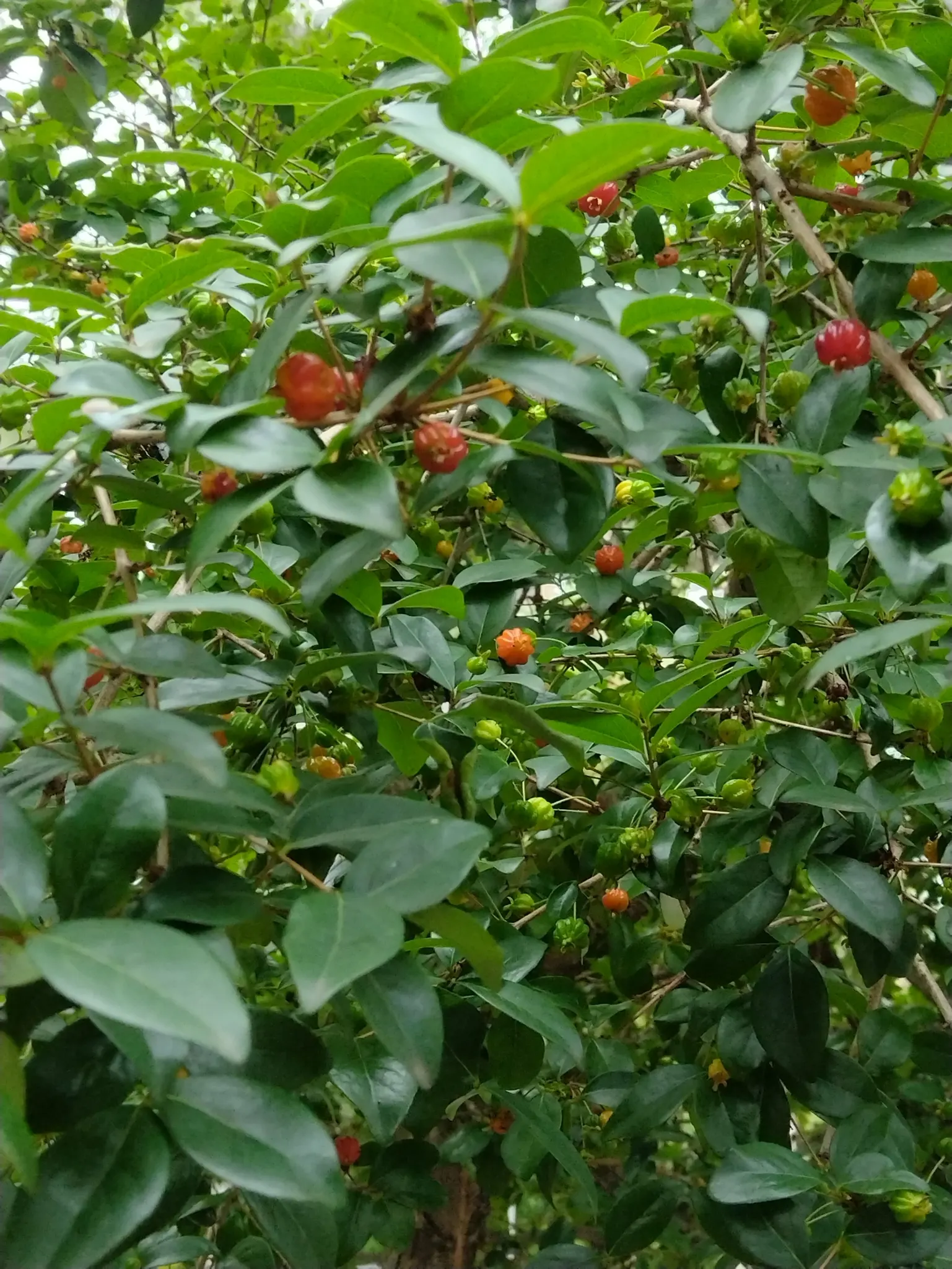 Surinam Cherry (Eugenia Uniflora) — with a similar spread.<br><br>For the optimal development of the Surinam Cherry; it's essential to note that the seeds are