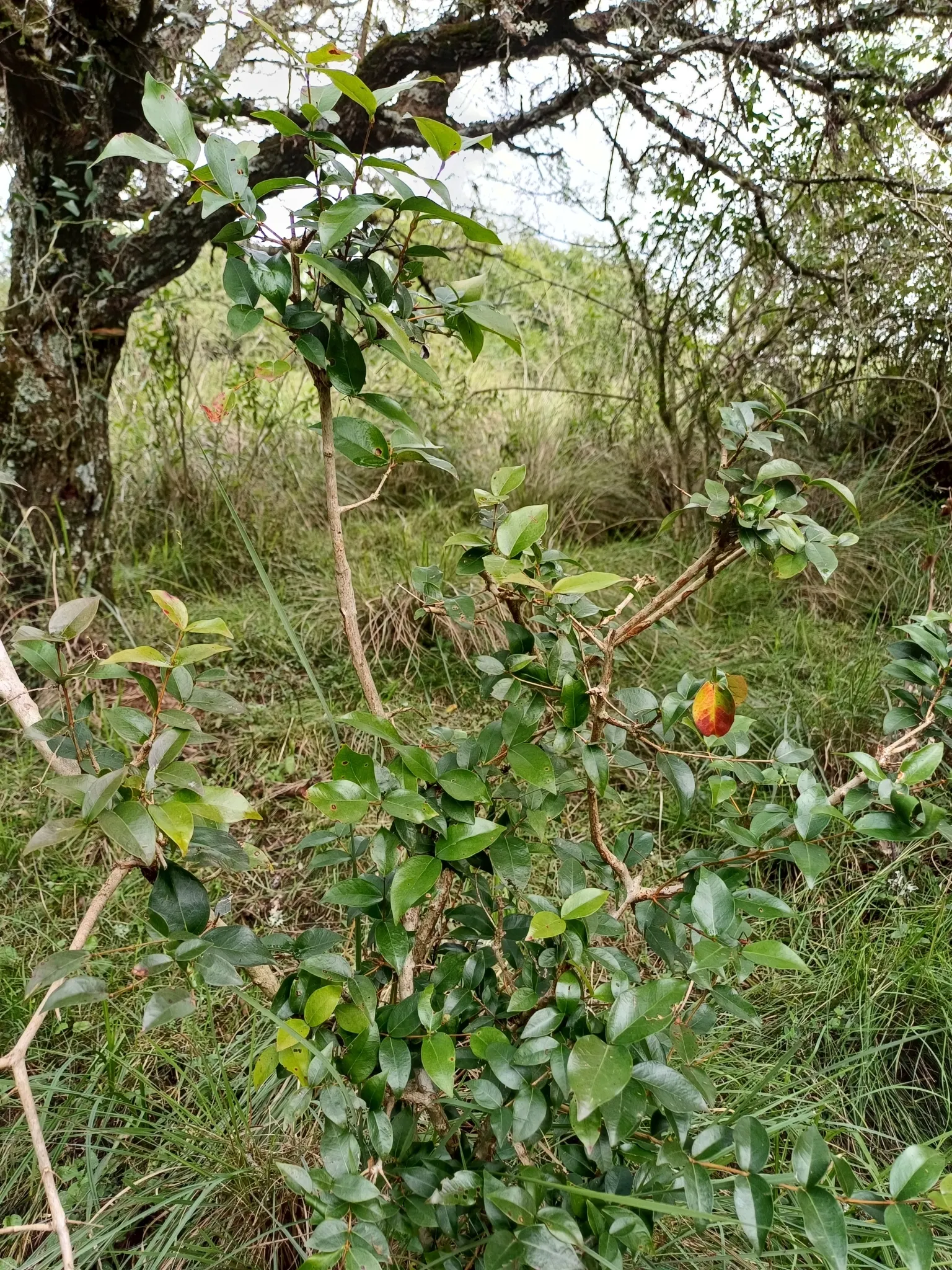 Surinam Cherry (Eugenia Uniflora) — The bright red to black cherries are edible, with a unique sweet-tart flavor, and blossom in spring; this, image 62