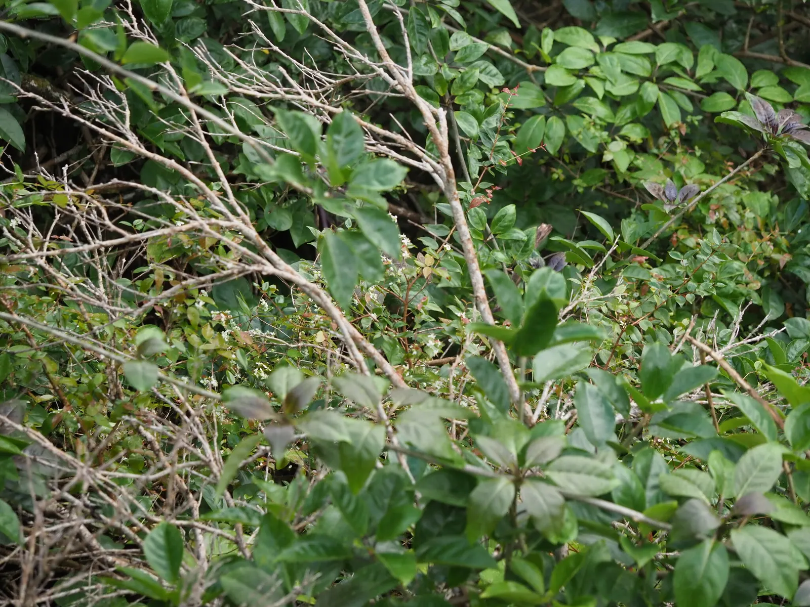 Surinam Cherry (Eugenia Uniflora) — It thrives in well-draining soil with moderate moisture and appreciates a warm climate; a member of the, image 101