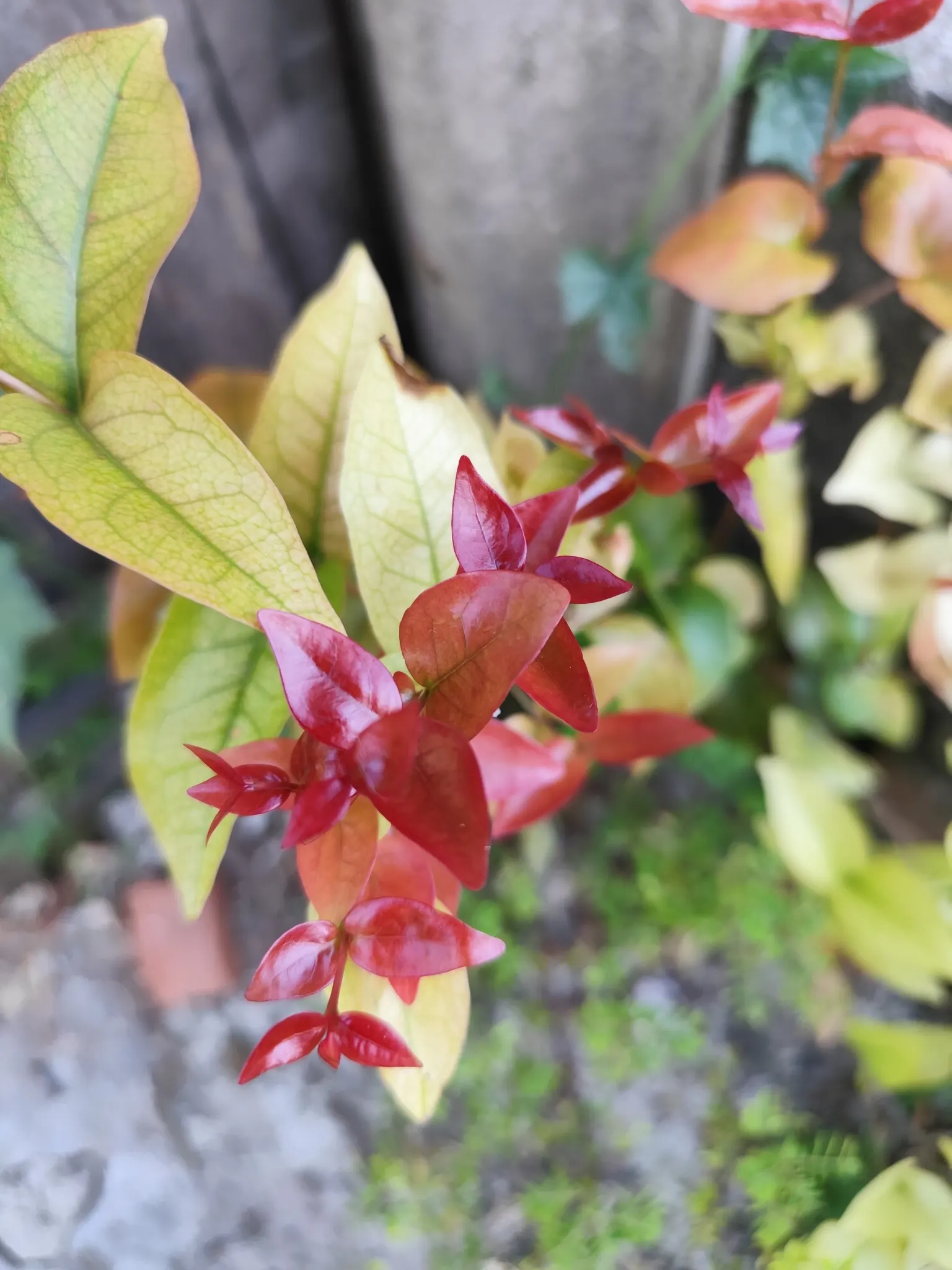 Surinam Cherry (Eugenia Uniflora) — shrub / tree for full or half