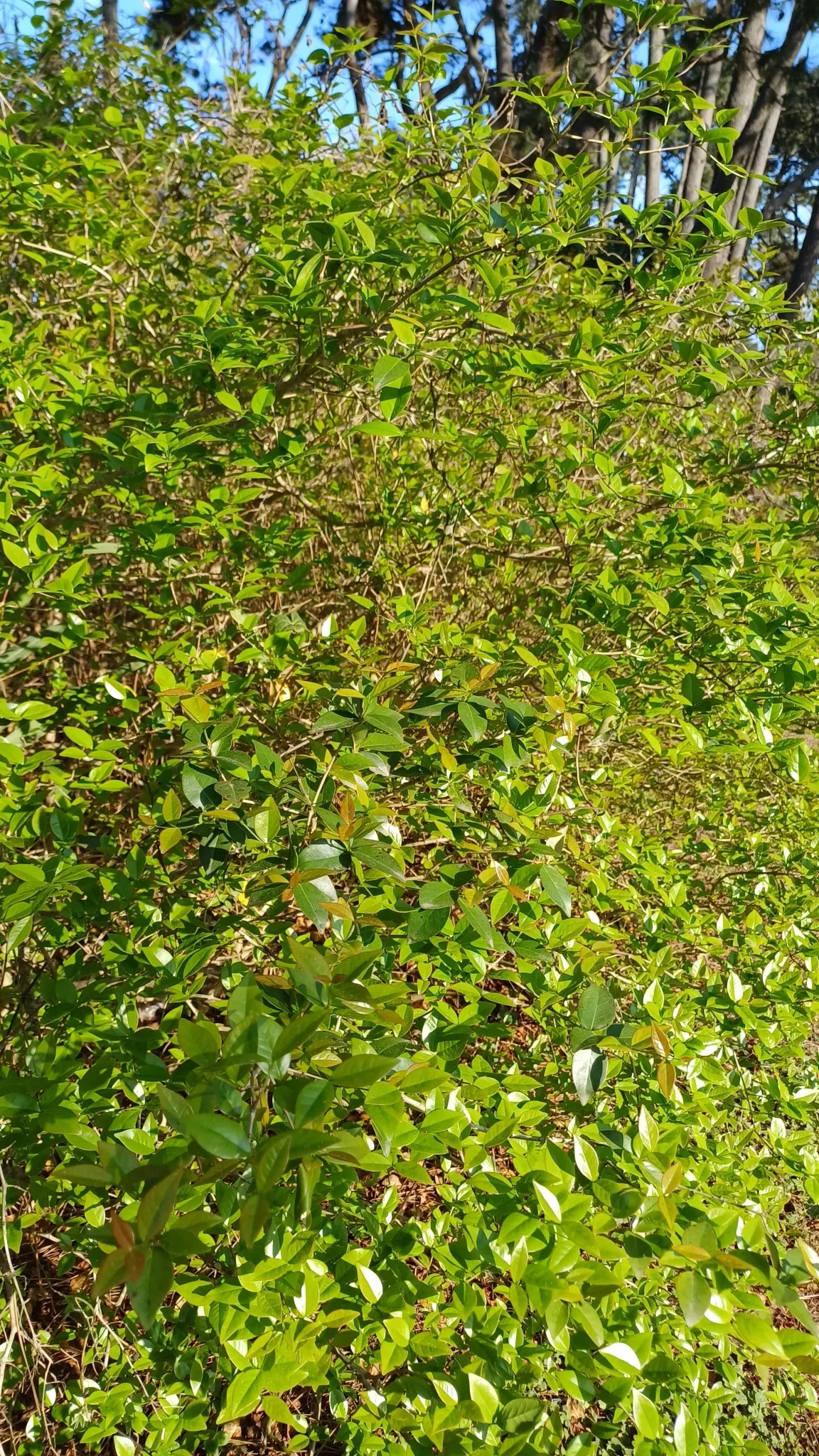 Surinam Cherry (Eugenia Uniflora) — It thrives in well-draining soil with moderate moisture and appreciates a warm climate; a member of the Myrtaceae family