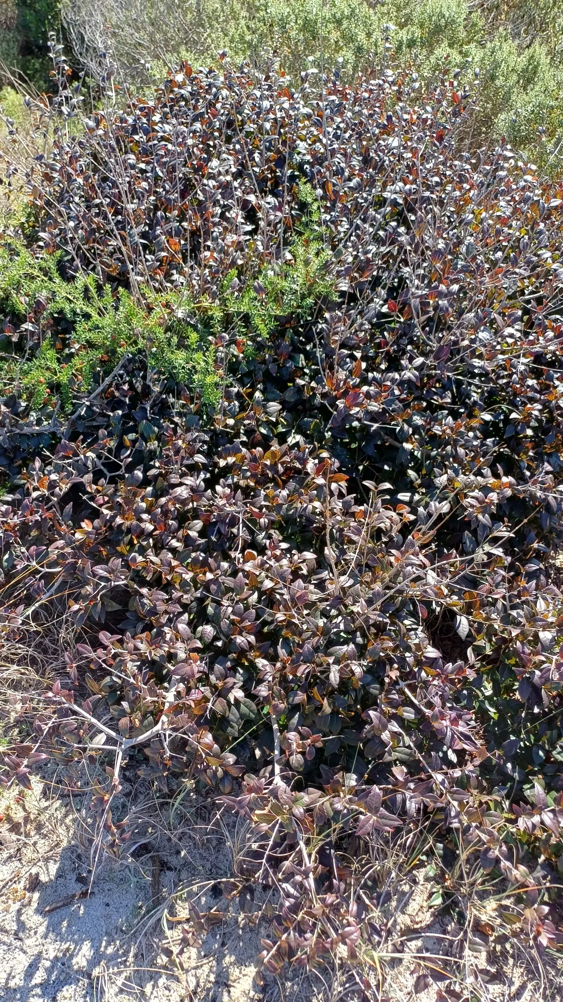 Surinam Cherry (Eugenia Uniflora) — Its growth habit is erect with multiple stems; the fruits can be eaten fresh or used in jellies and jams, image 74