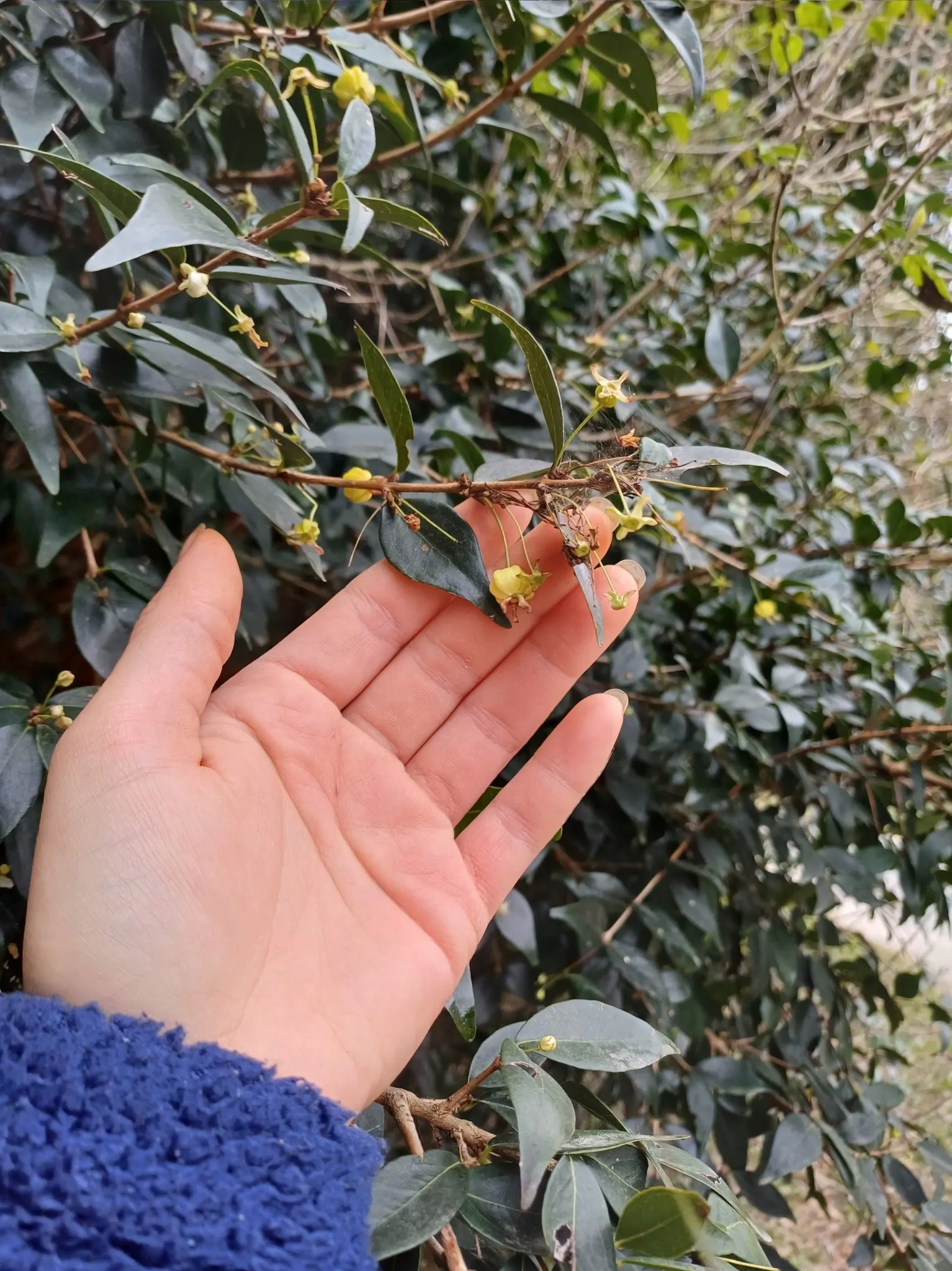 Surinam Cherry (Eugenia Uniflora) — or depending on conditions