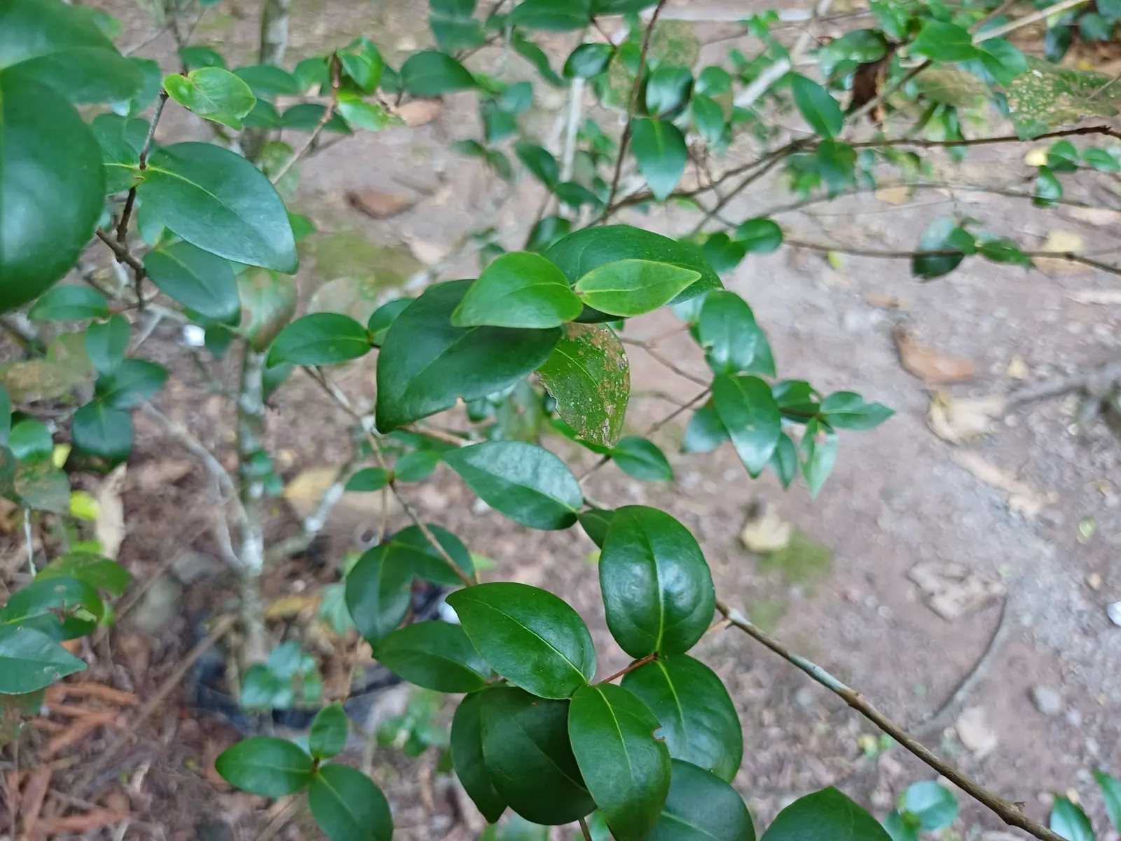 Surinam Cherry (Eugenia Uniflora) — being hardy in USDA zones 9 to 11