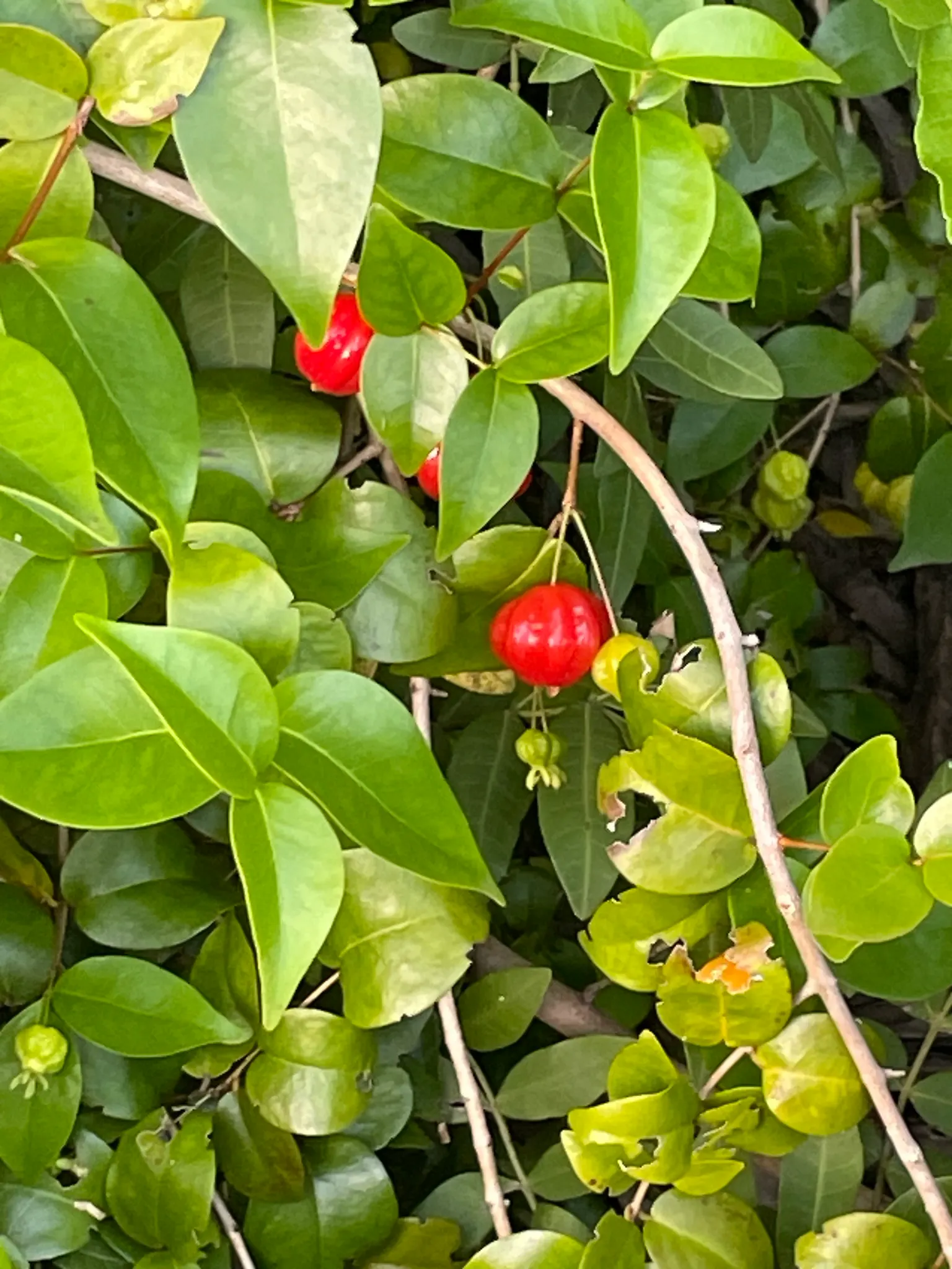 Surinam Cherry (Eugenia Uniflora) — The bright red to black cherries are edible, with a unique sweet-tart flavor, and blossom in spring