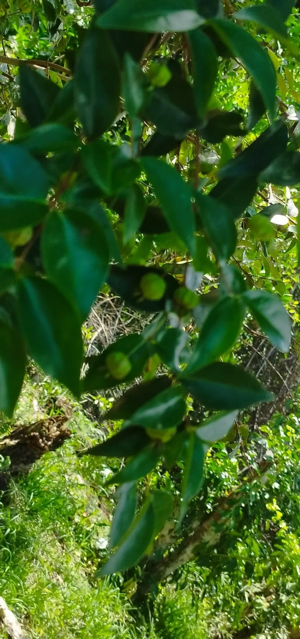 Surinam Cherry (Eugenia Uniflora) — The fruits can be eaten fresh or used in jellies and jams; the Surinam Cherry, scientifically known as Eugenia, image 80