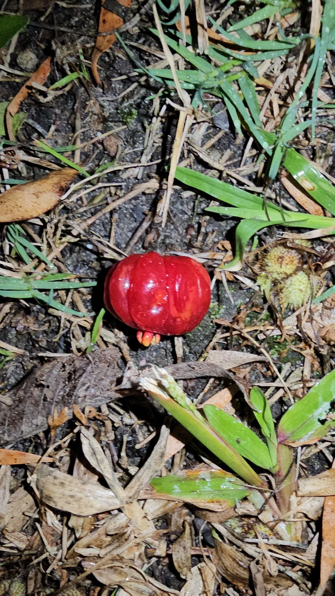 Surinam Cherry (Eugenia Uniflora) — hence care should be taken if households include small children or pets