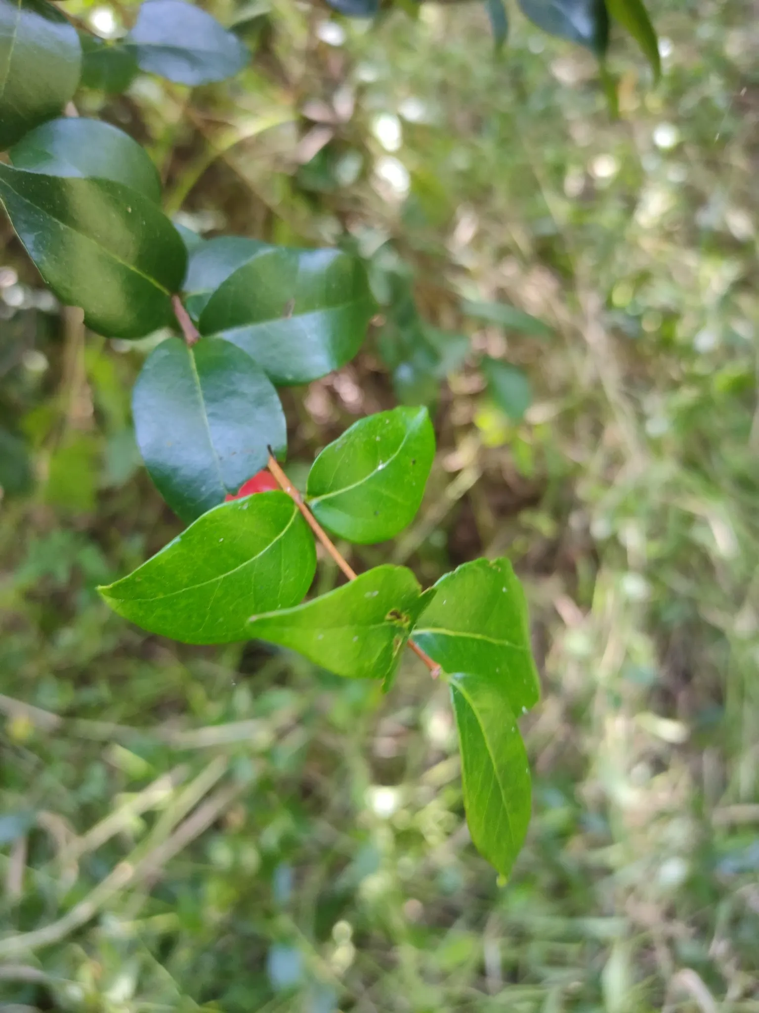 Surinam Cherry (Eugenia Uniflora) — yellow flowers in the garden