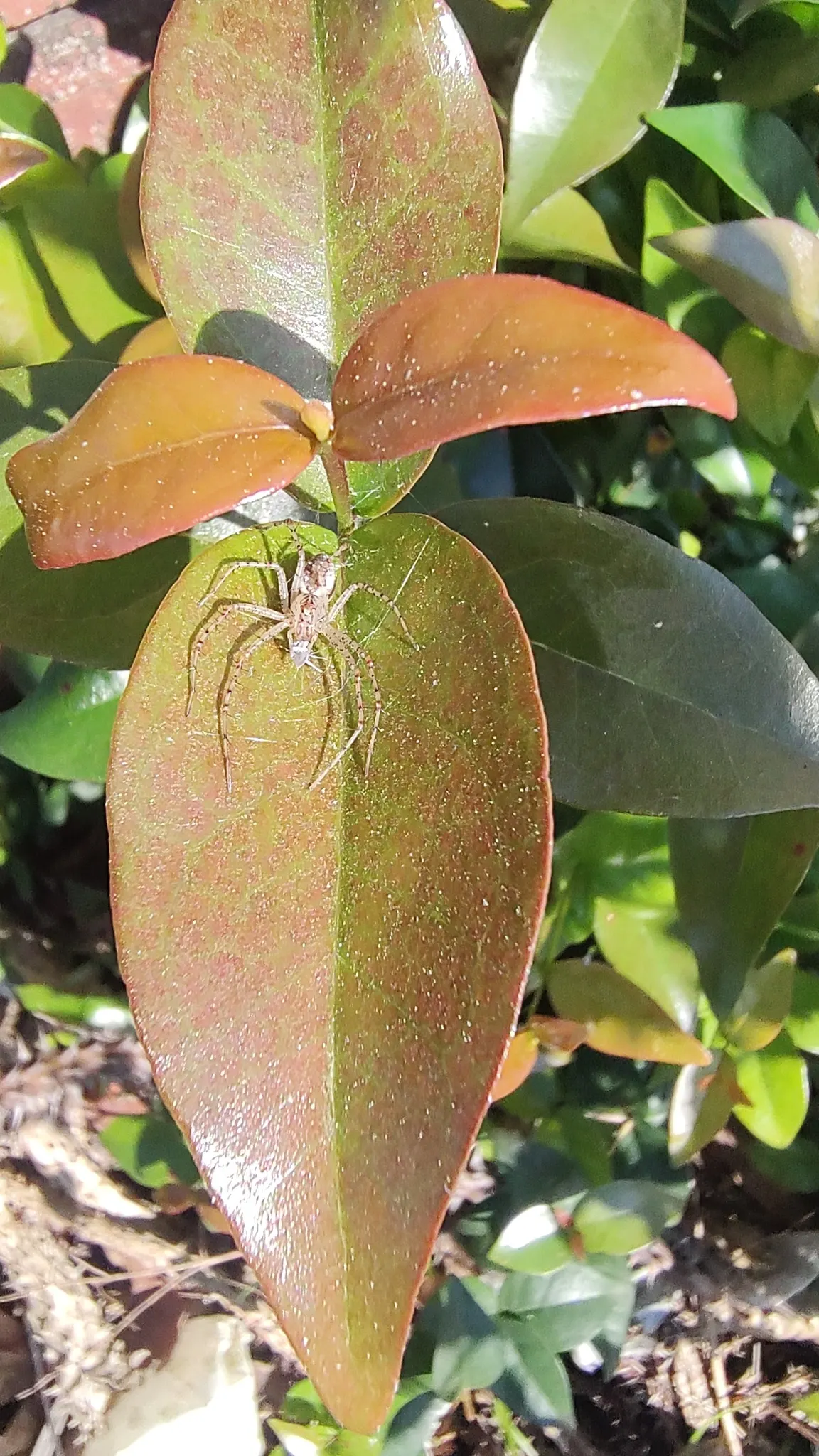 Surinam Cherry (Eugenia Uniflora) — being hardy in USDA zones 9 to 11, image 102