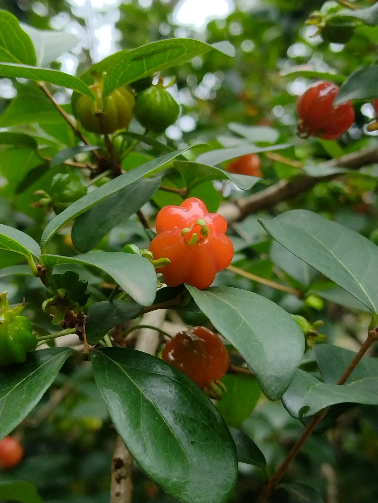 Surinam Cherry (Eugenia Uniflora) — pumpkin-shaped red to black cherries; which can be pruned annually to maintain a desired shape and size, image 65