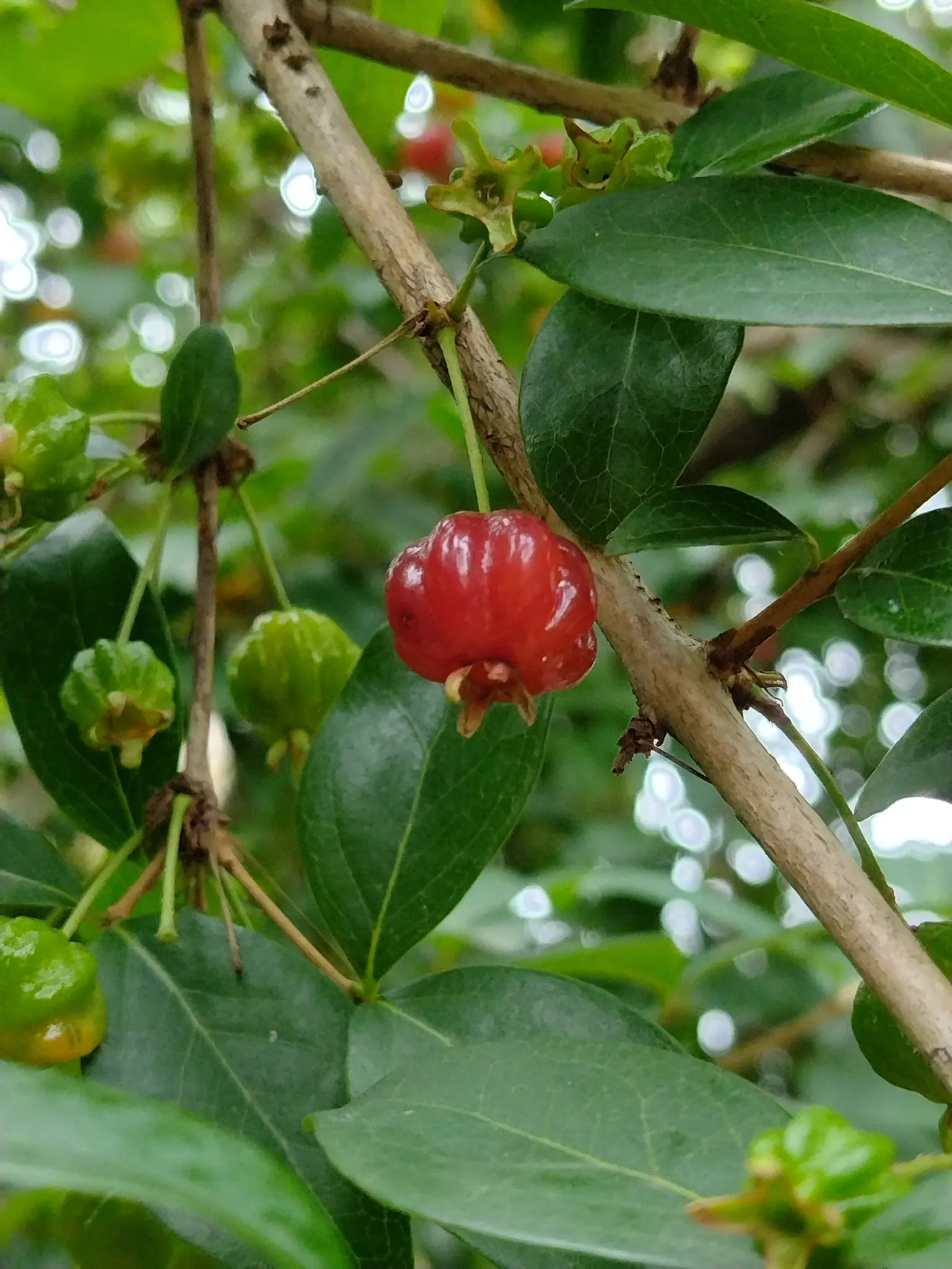 Surinam Cherry (Eugenia Uniflora) — It thrives in well-draining soil with moderate moisture and appreciates a warm climate