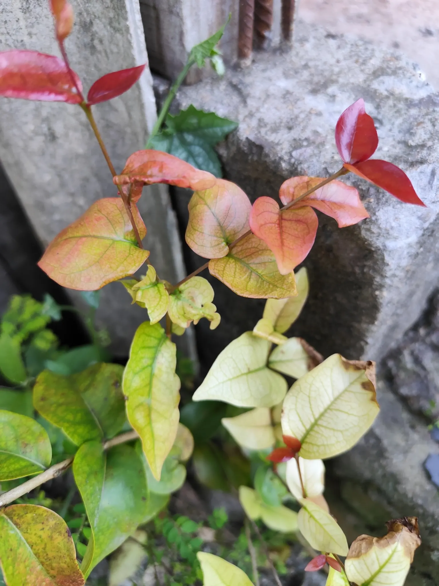 Surinam Cherry (Eugenia Uniflora) — hence care should be taken if households include small children or pets; providing a stark contrast to the dark, image 111