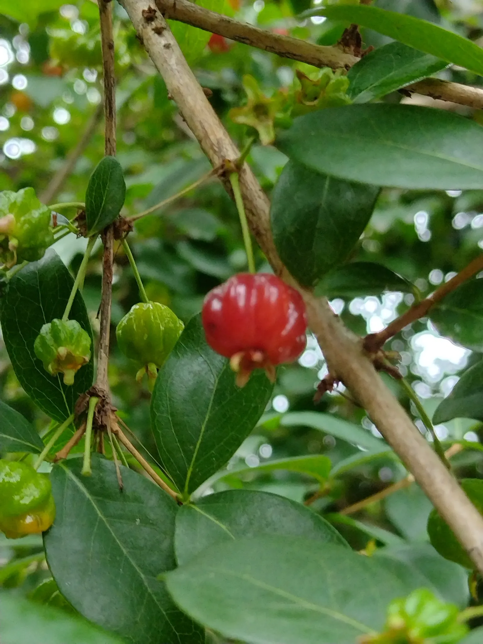 Surinam Cherry (Eugenia Uniflora) — shrub / tree for full or half; making it a low-maintenance choice for a fruitful garden element
