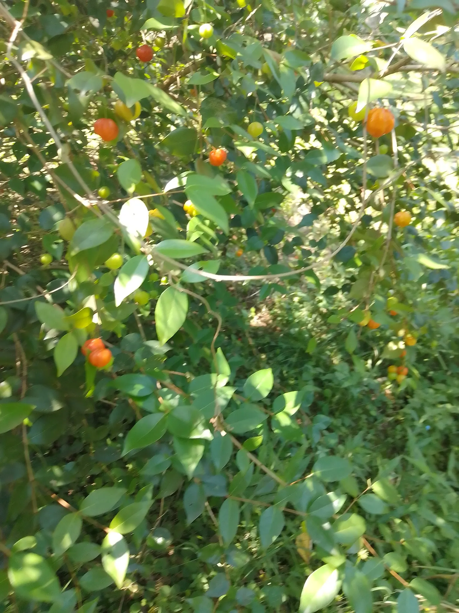 Surinam Cherry (Eugenia Uniflora) — making it a low-maintenance choice for a fruitful garden element; hardy to zone 9, it's also attractive to birds, image 113