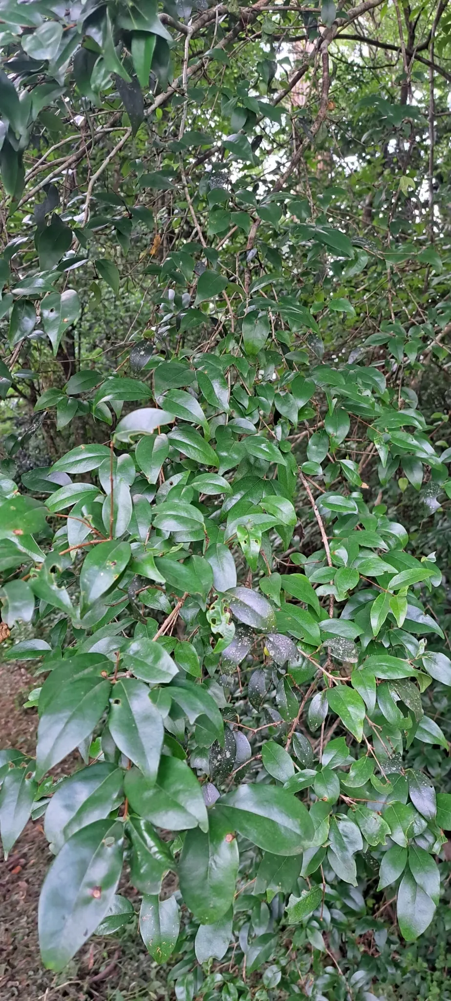 Surinam Cherry (Eugenia Uniflora) — Ideal for hedges or screens, it requires well-drained soil; offering versatility in design whether as a hedge, image 61