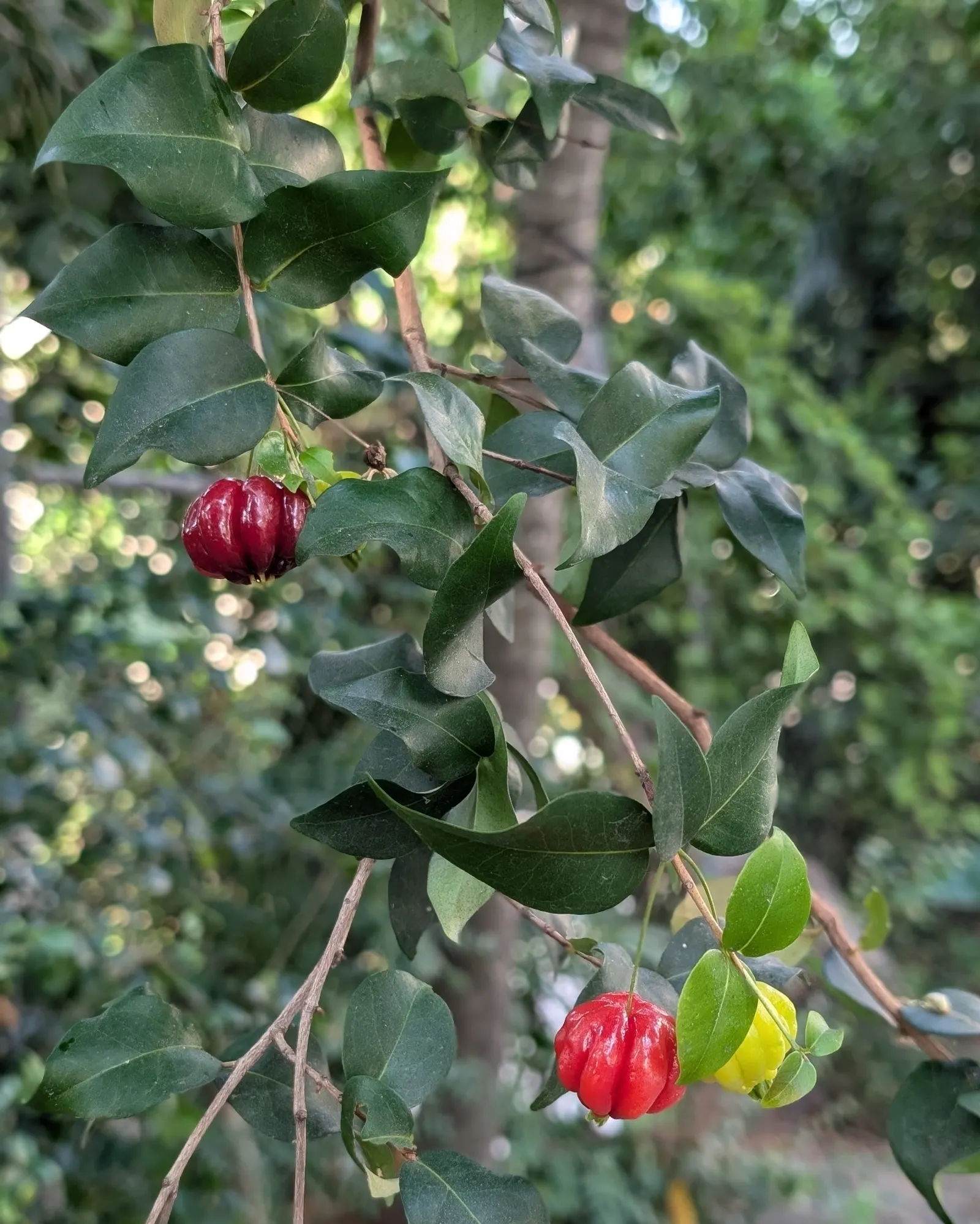 Surinam Cherry (Eugenia Uniflora) — A member of the Myrtaceae family; hence care should be taken if households include small children or pets, image 66
