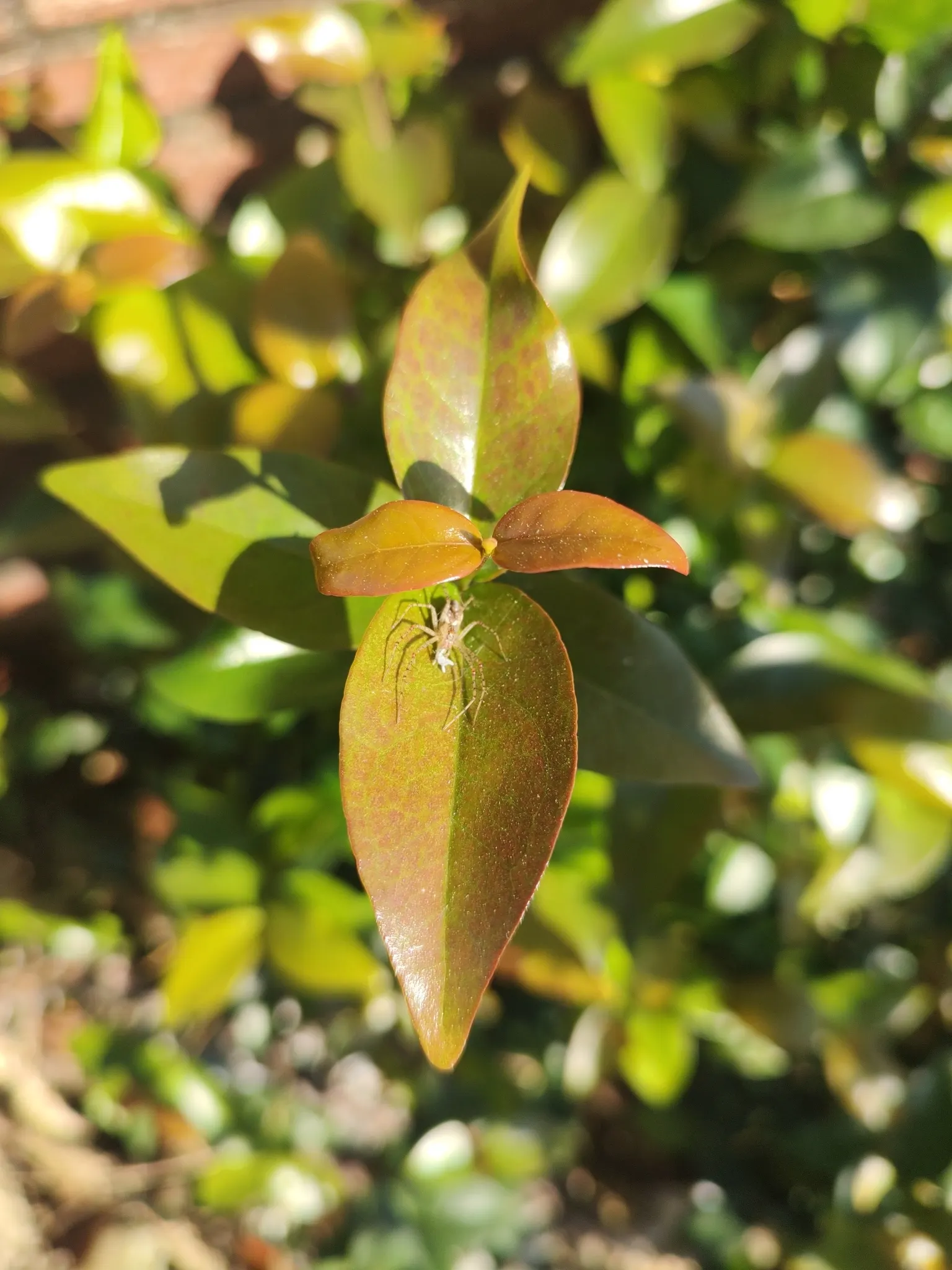 Surinam Cherry (Eugenia Uniflora) — being hardy in USDA zones 9 to 11, image 44