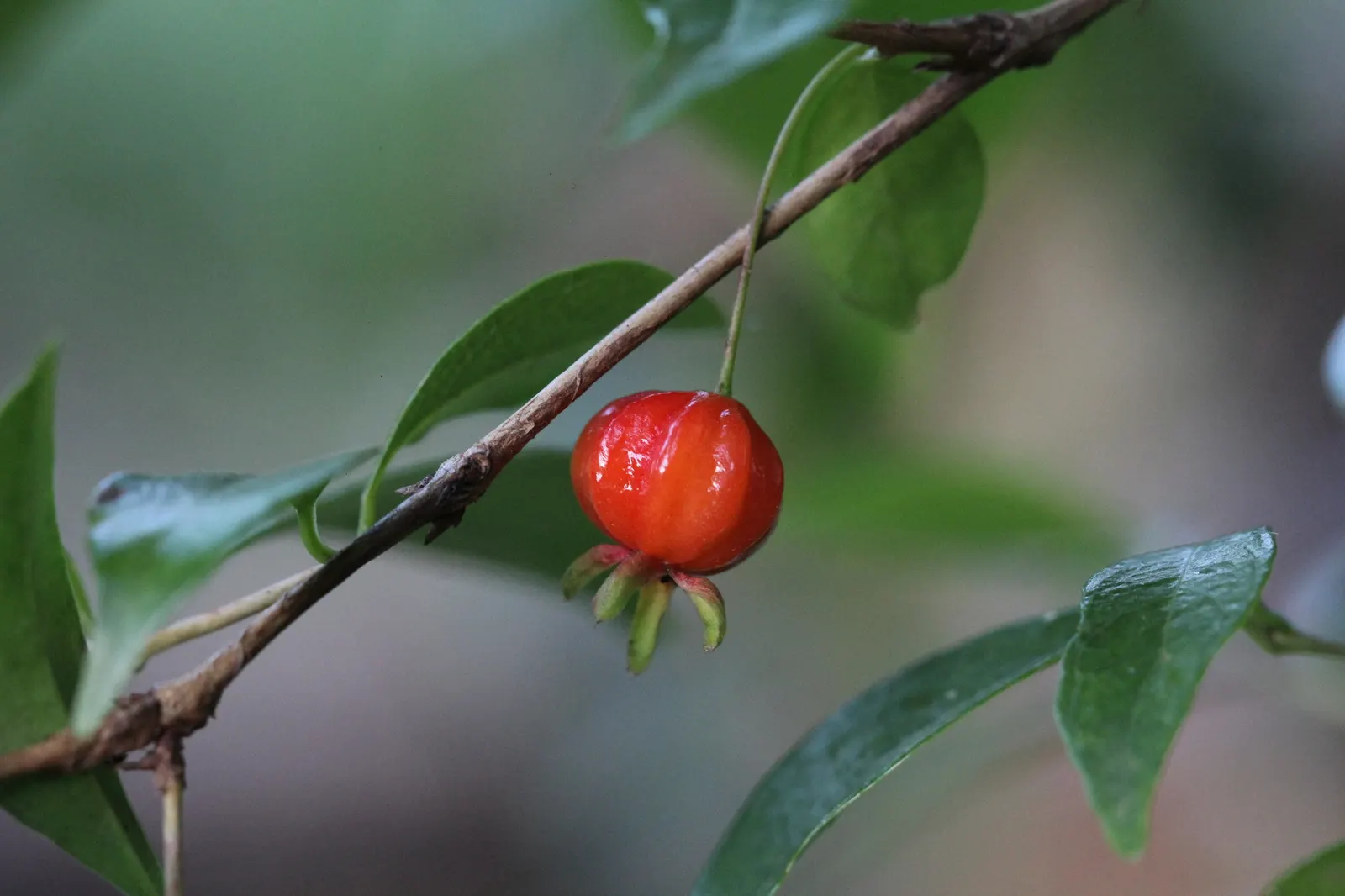Surinam Cherry (Eugenia Uniflora) — It thrives in full sun to partial shade, reaching 8 to 15 feet high and wide; can reach heights of 12 to 20 feet, image 118