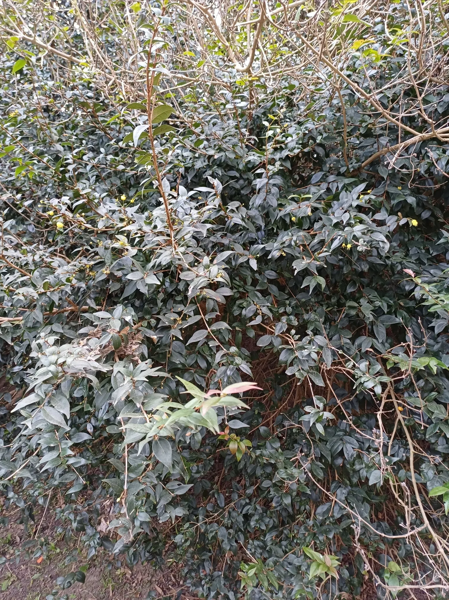 Surinam Cherry (Eugenia Uniflora) — A member of the Myrtaceae family; hence care should be taken if households include small children or pets, image 124