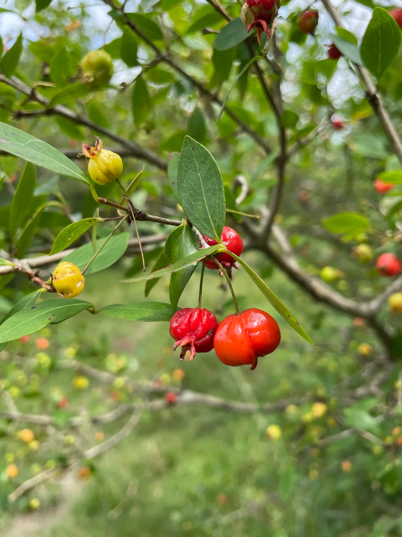 Surinam Cherry (Eugenia Uniflora) — this small to medium-sized evergreen shrub; it thrives in full sun to partial shade, reaching 8 to 15 feet high, image 96