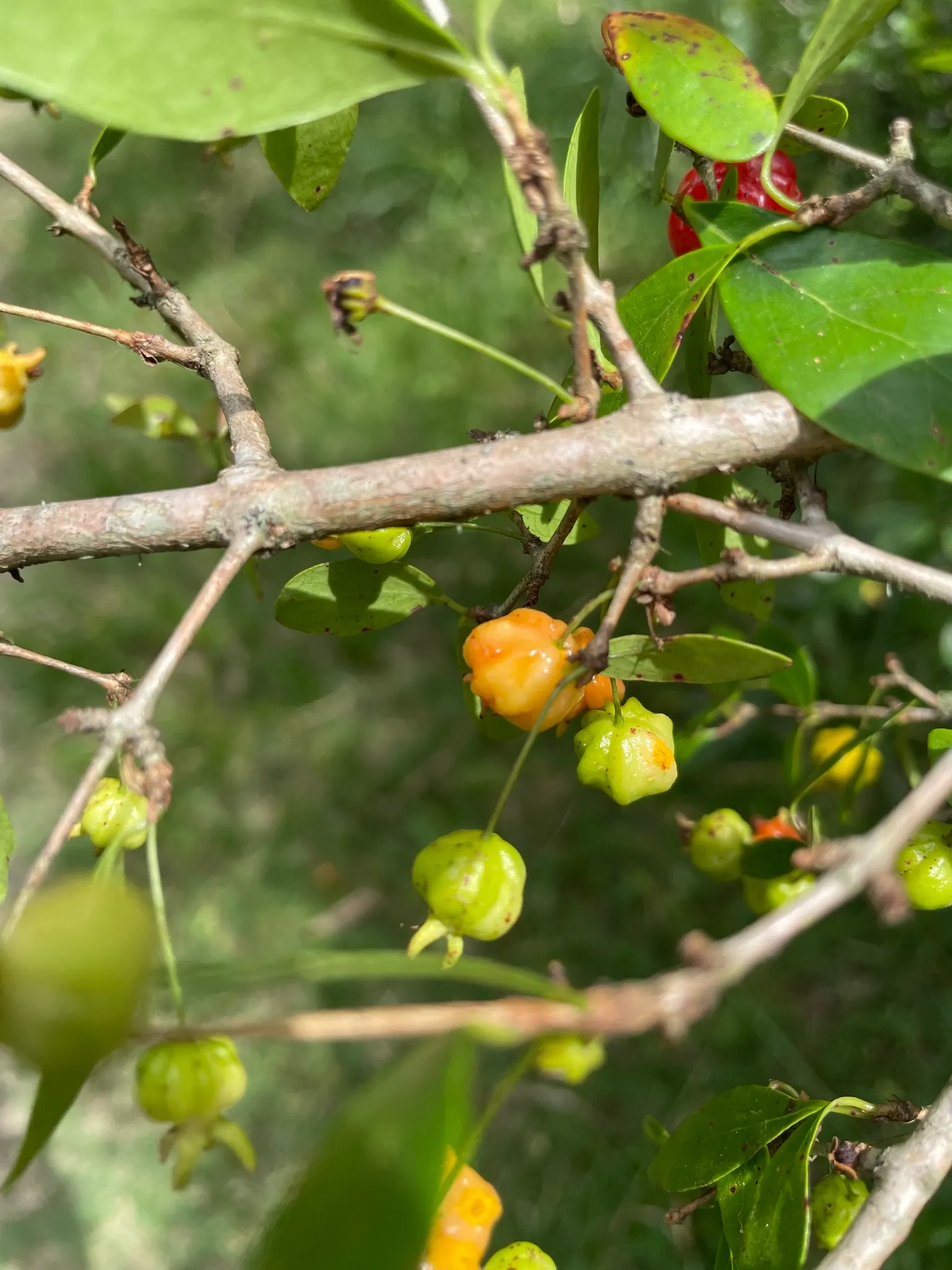 Surinam Cherry (Eugenia Uniflora) — pumpkin-shaped red to black cherries; which can be pruned annually to maintain a desired shape and size