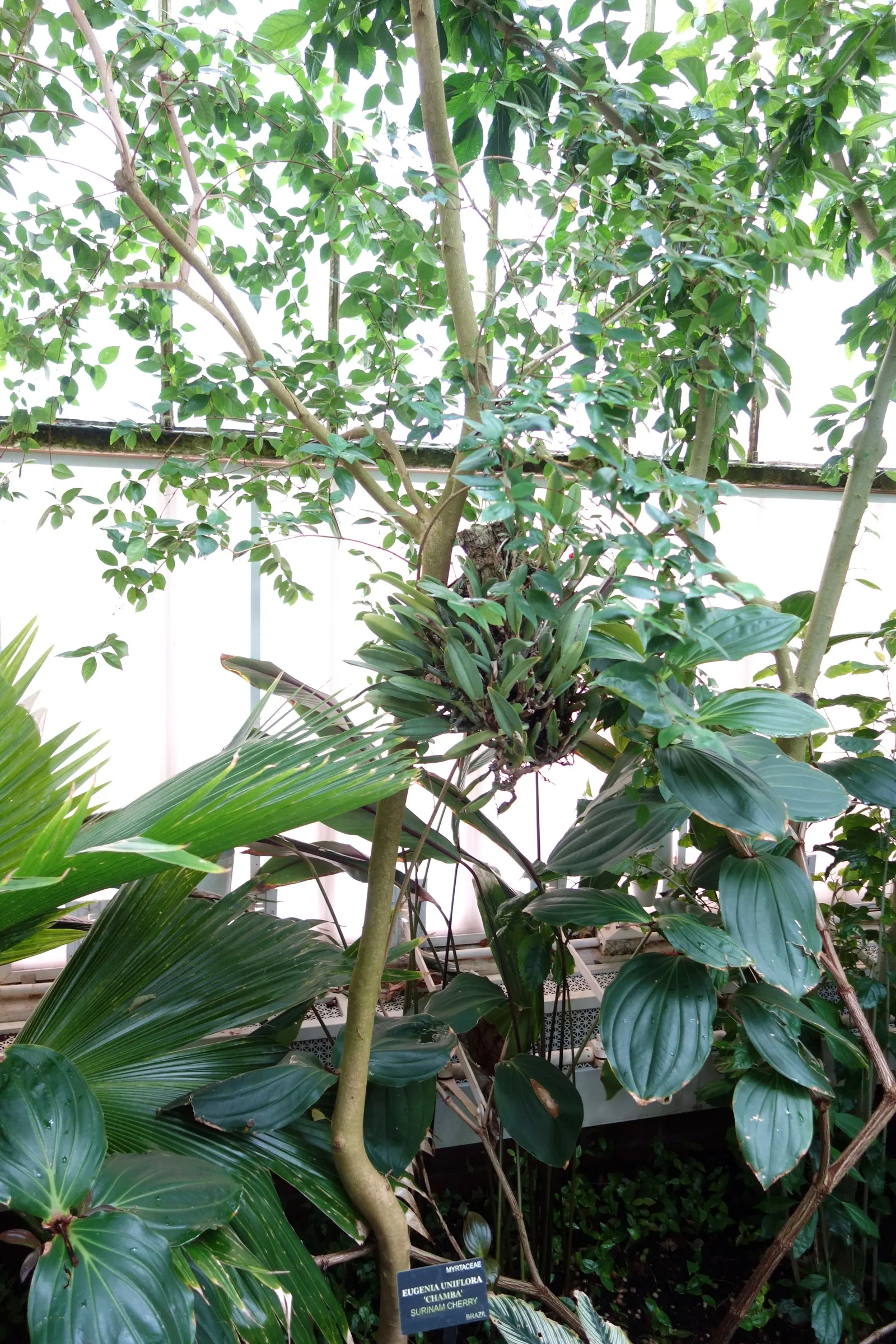 Surinam Cherry (Eugenia Uniflora) — which can be pruned annually to maintain a desired shape and size; shrub / tree for full or half