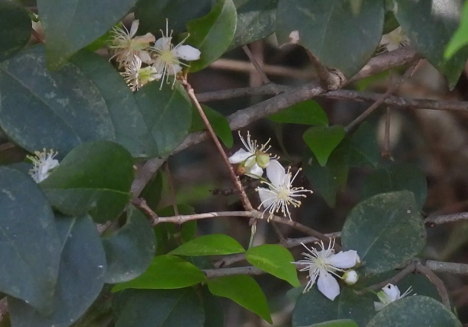 Surinam Cherry (Eugenia Uniflora) — or depending on conditions; this small to medium-sized evergreen shrub, image 68