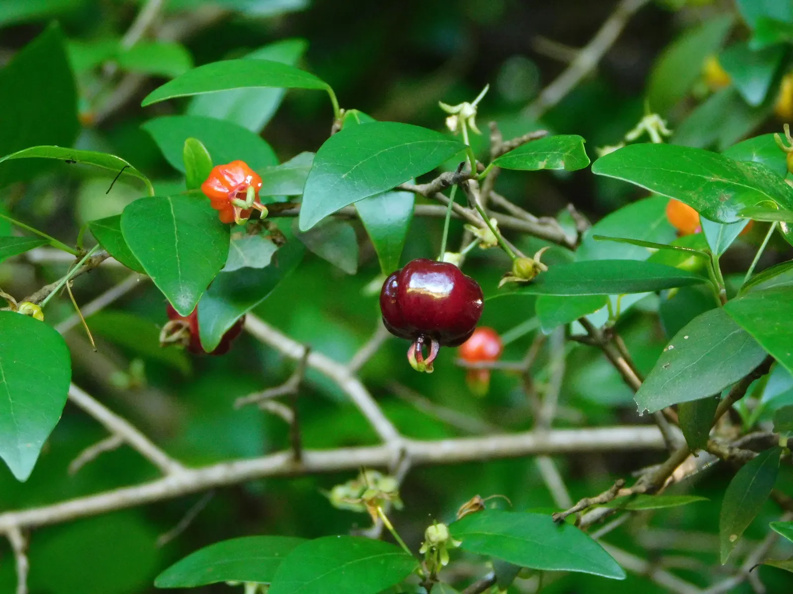 Surinam Cherry (Eugenia Uniflora) — planting in a location with full sun to partial shade is recommended; surinam Cherry (Eugenia uniflora) is an, image 100