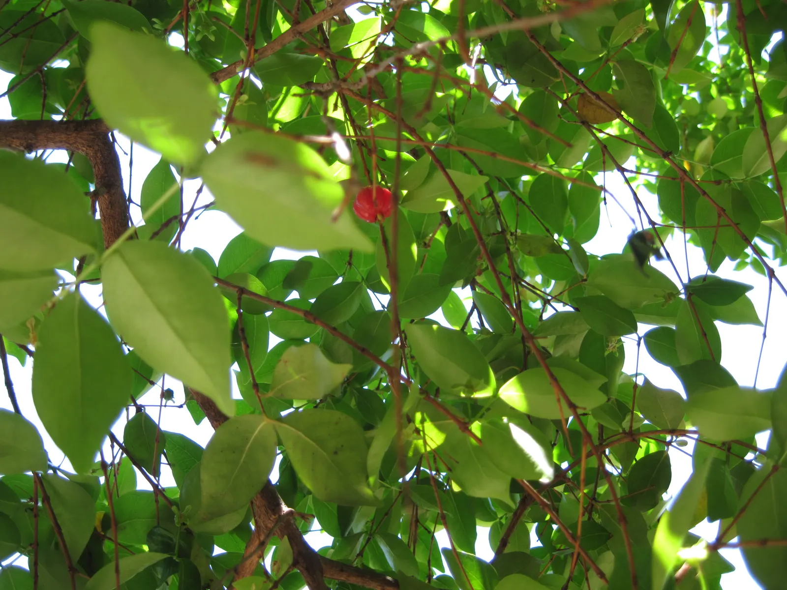 Surinam Cherry (Eugenia Uniflora) — or a stand-alone ornamental specimen.<br><br>The plant's showy white flowers appear in spring; it thrives in, image 77